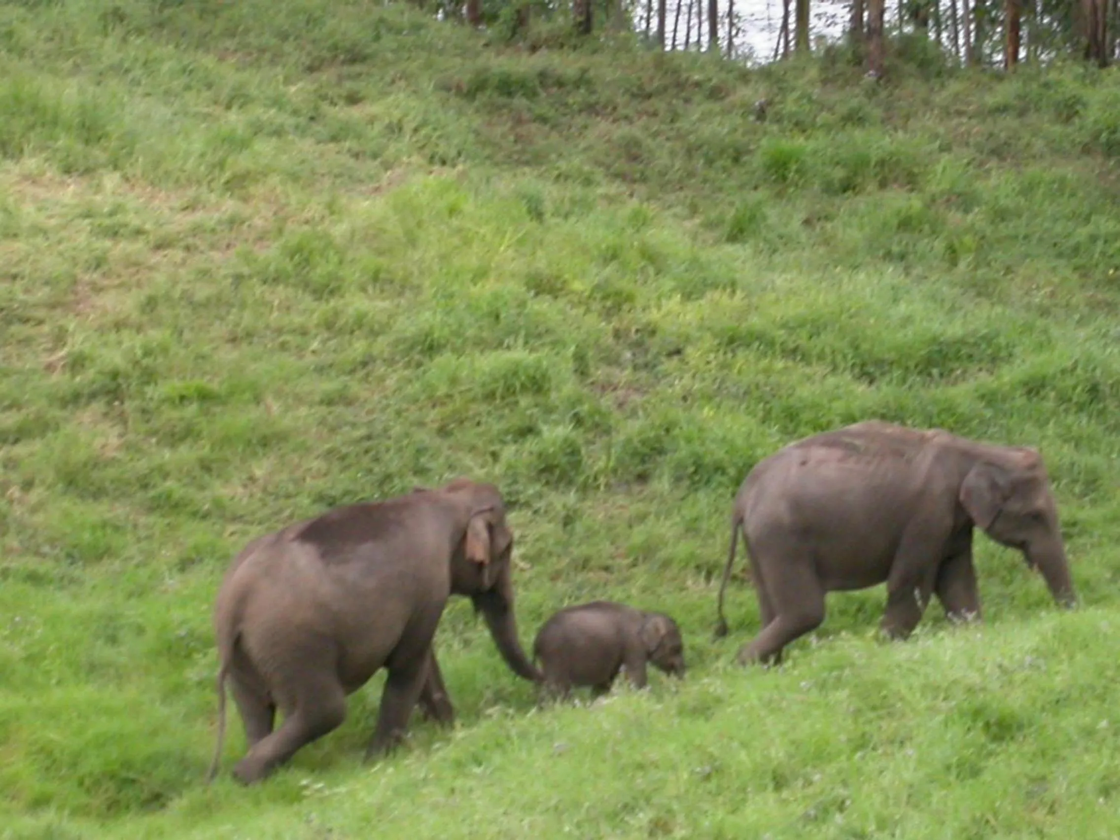 Mistica Munnar