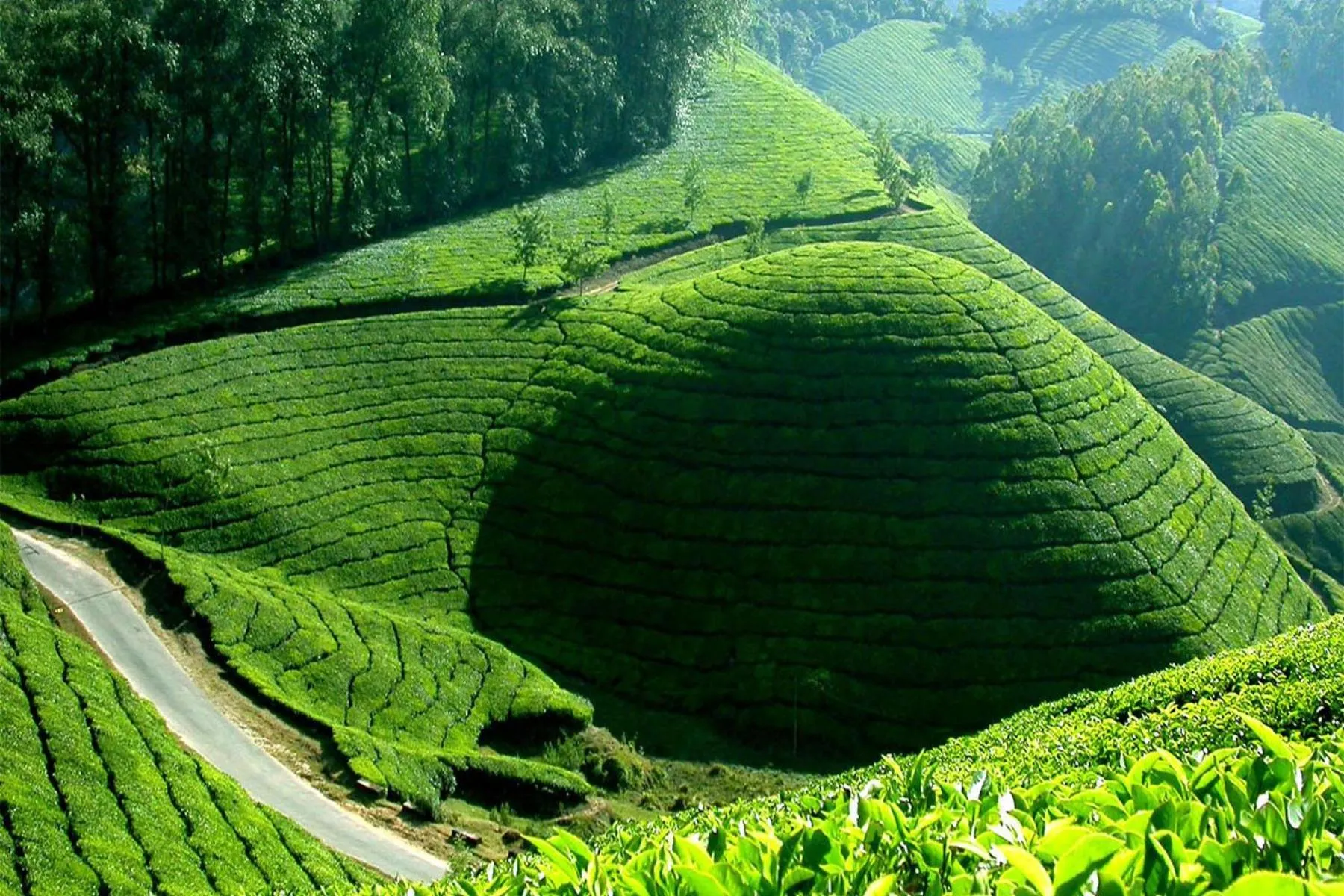Mistica Munnar