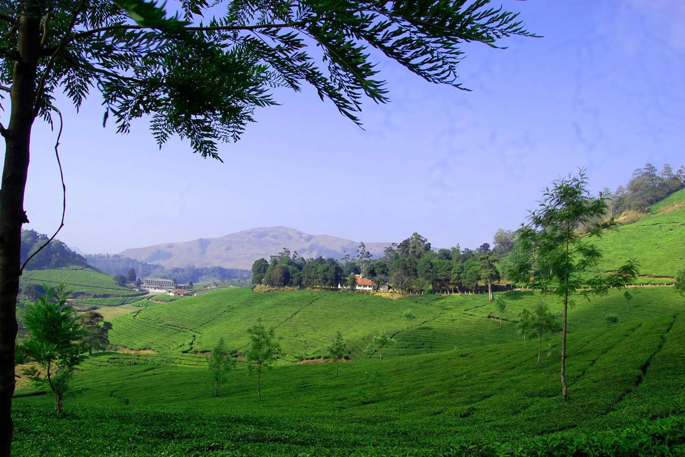 Mistica Munnar