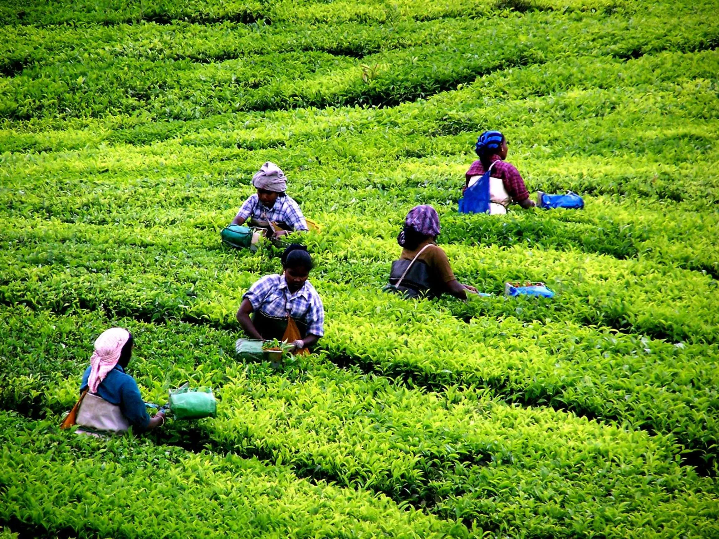 Day in Mistica Munnar
