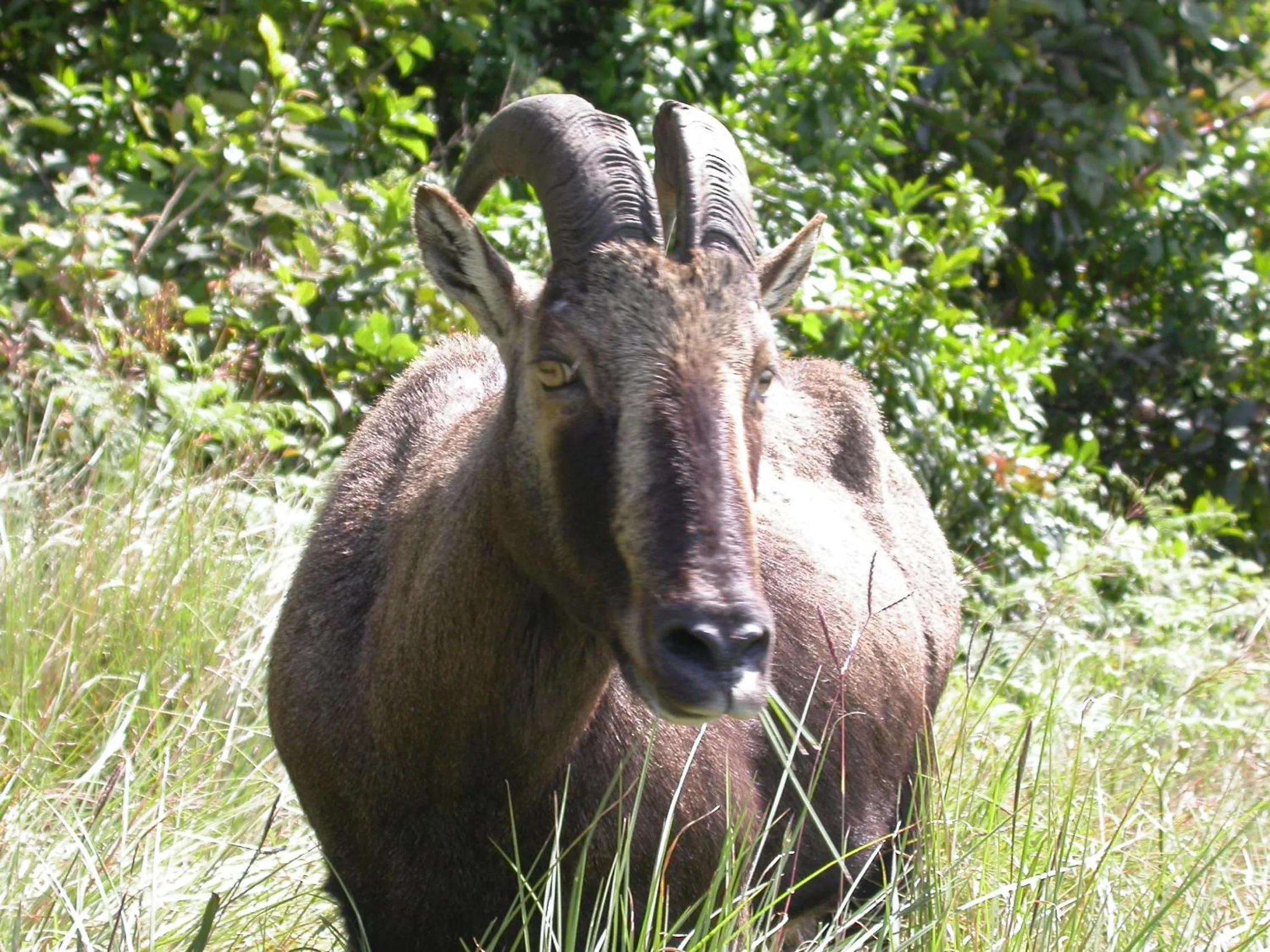 Mistica Munnar