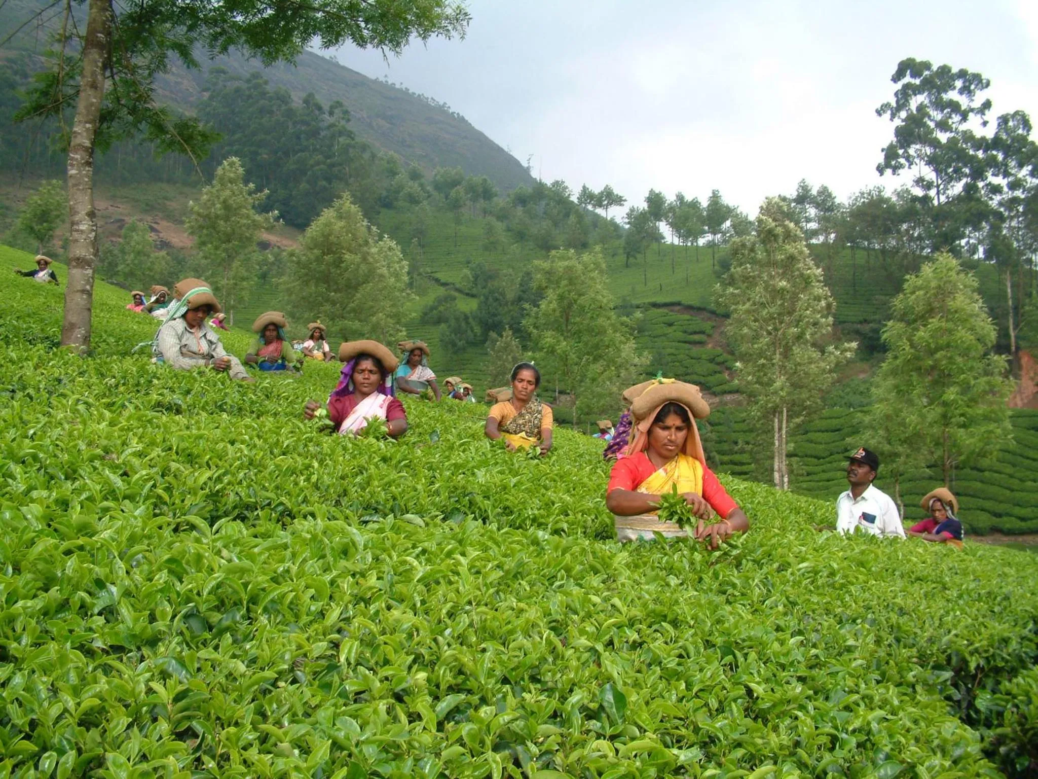 Mistica Munnar
