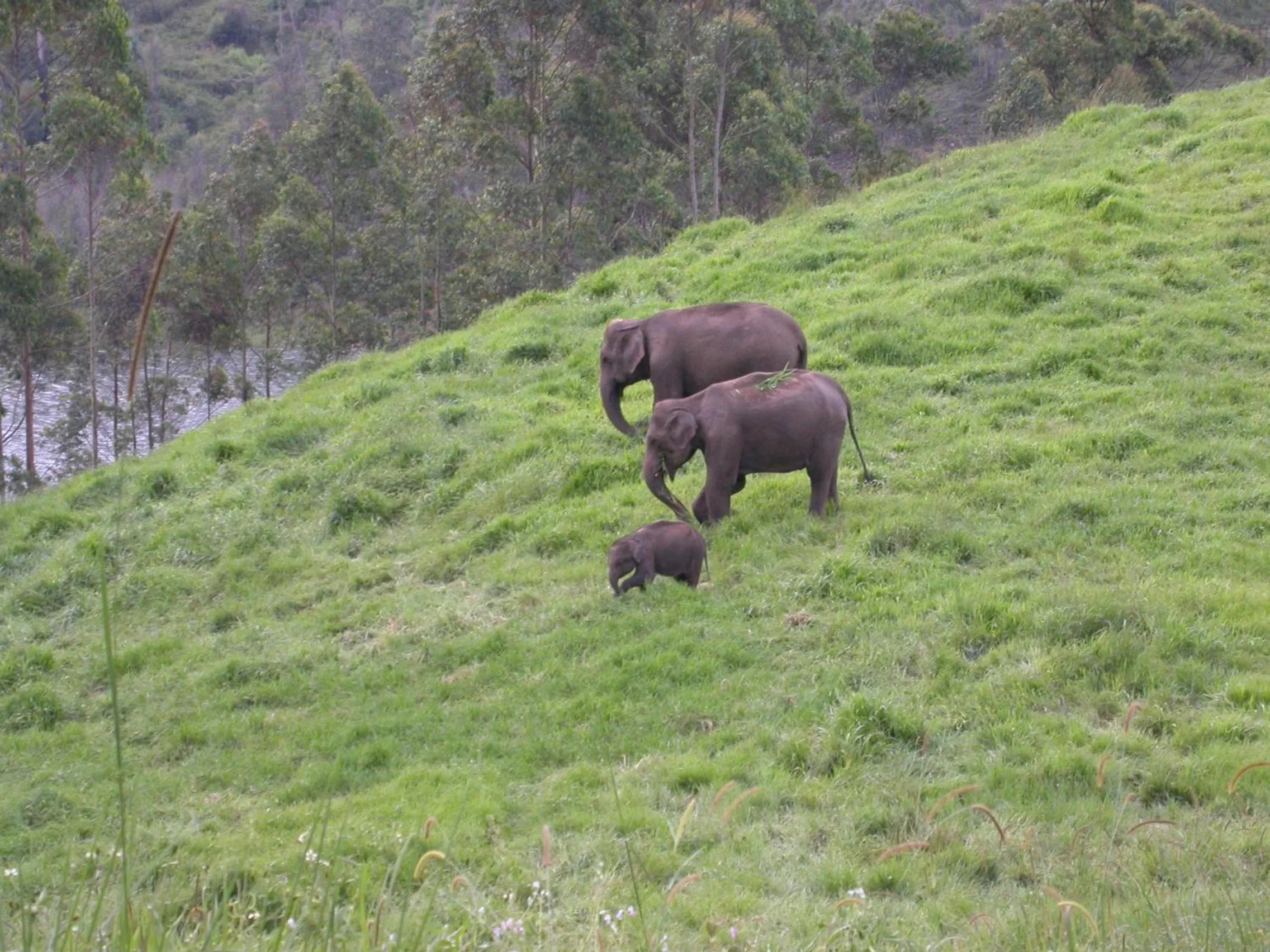 Mistica Munnar