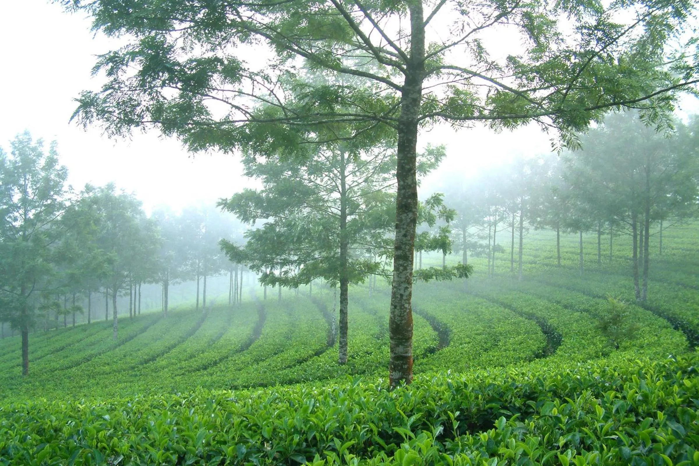 Mistica Munnar