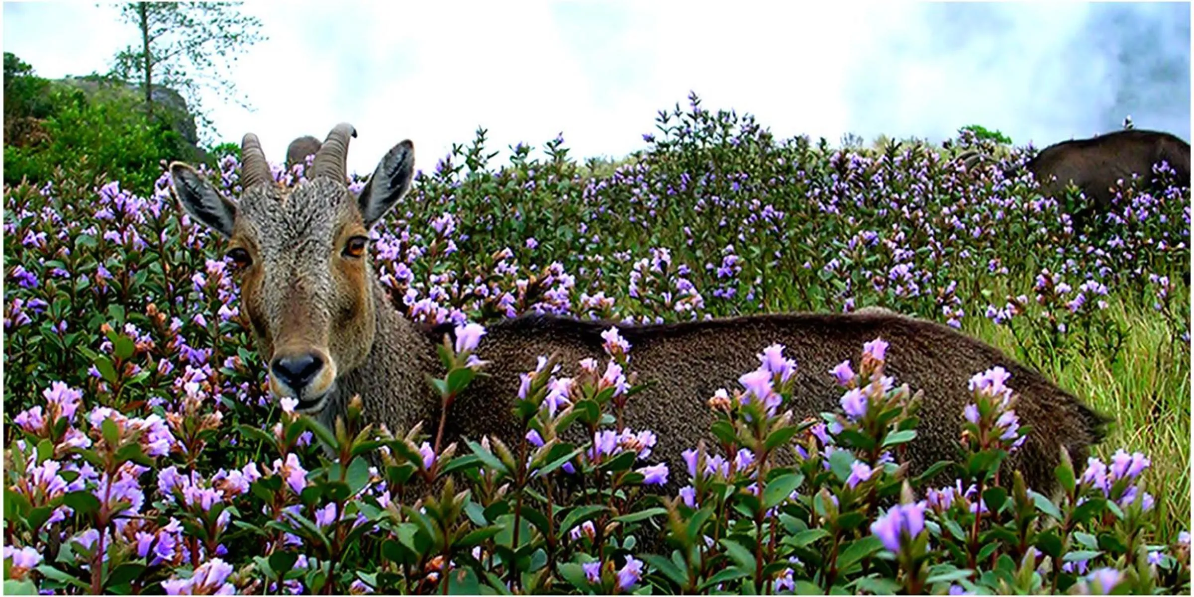 Mistica Munnar