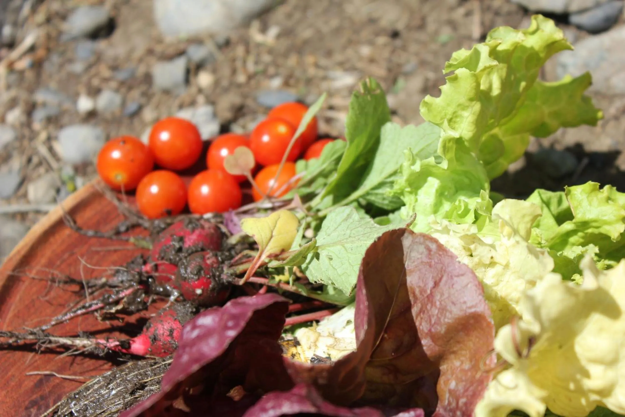 Patio in Xelena Hotel & Suites
