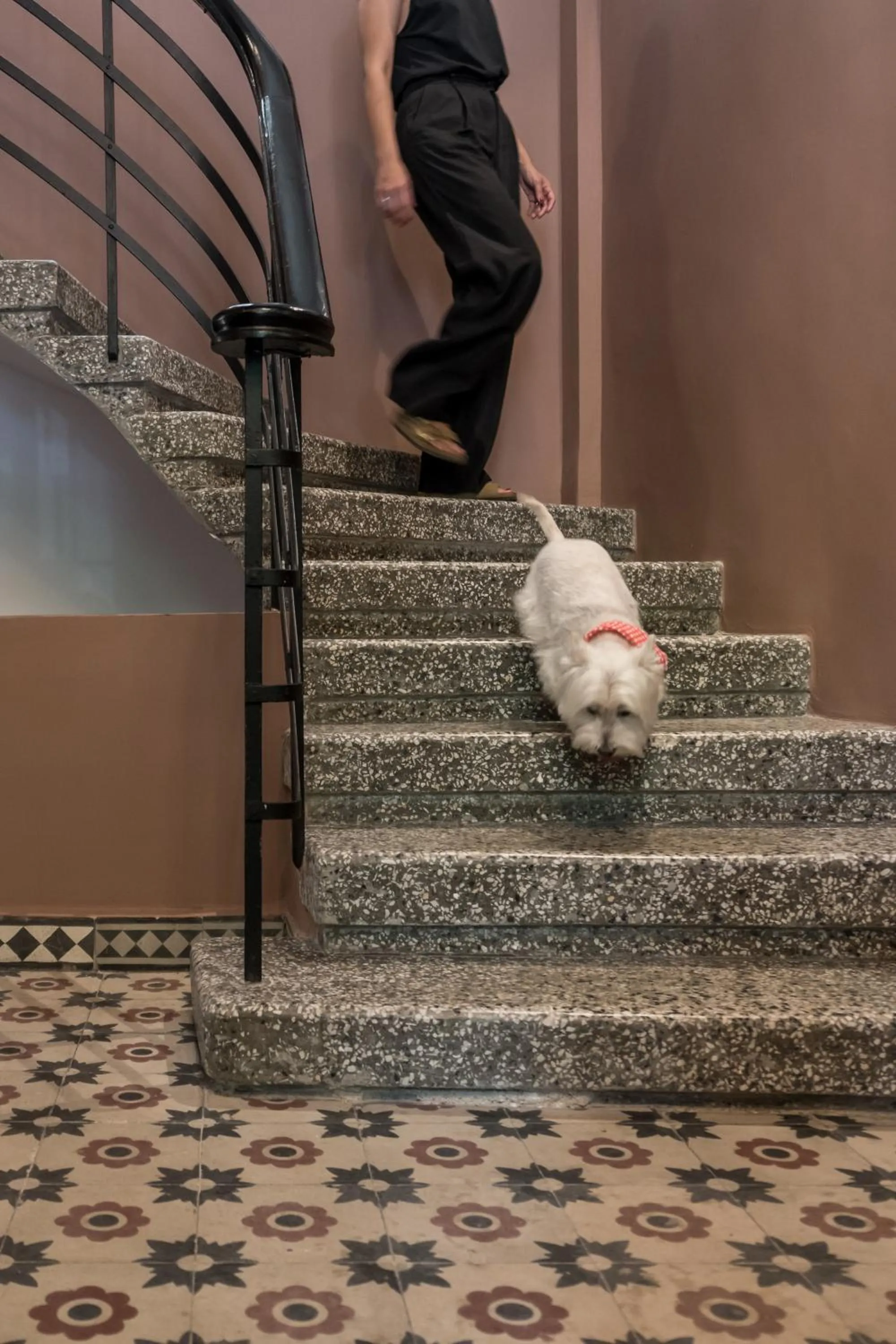 Pets in 72 AD Suites