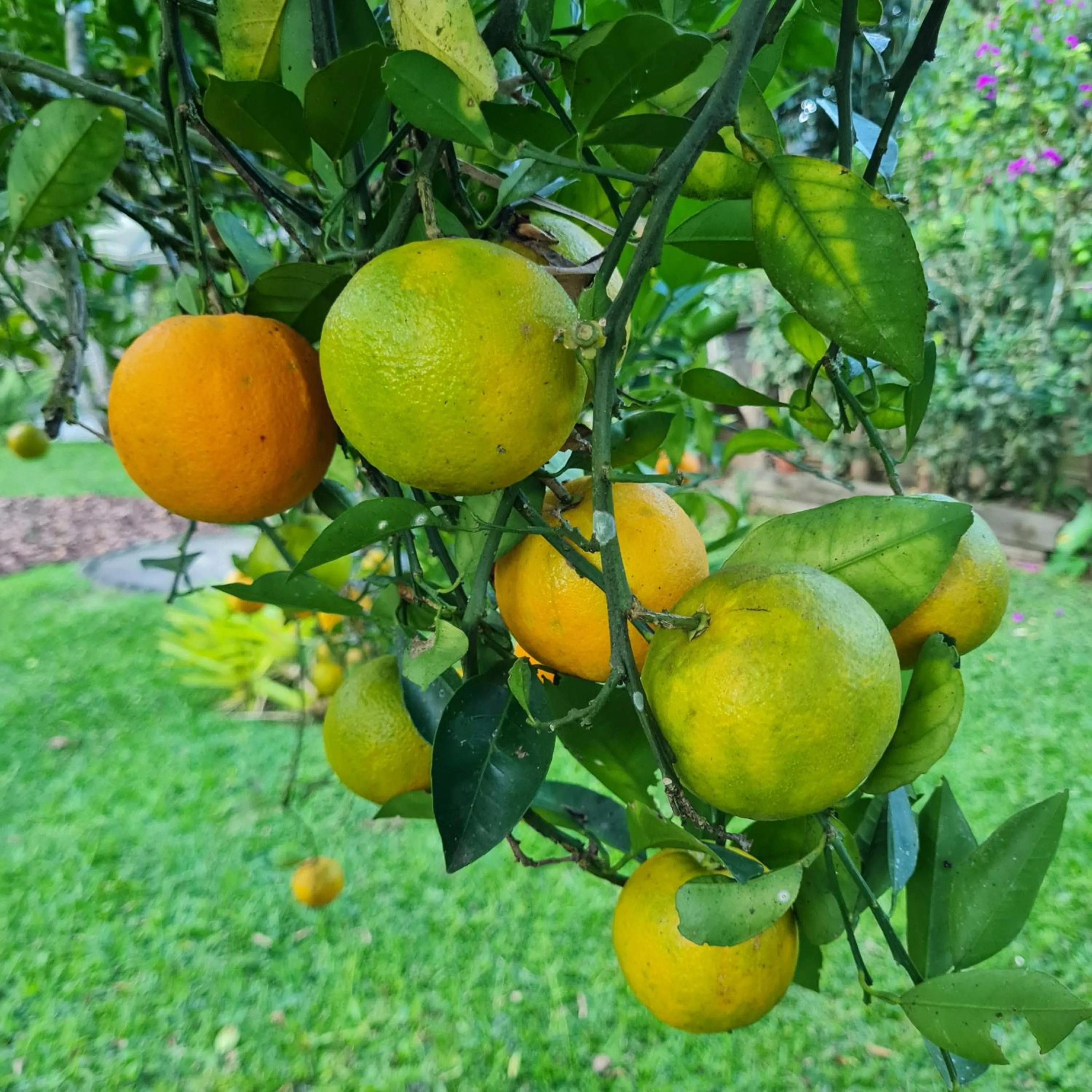 Garden in Pousada Remanso do Rio Preto