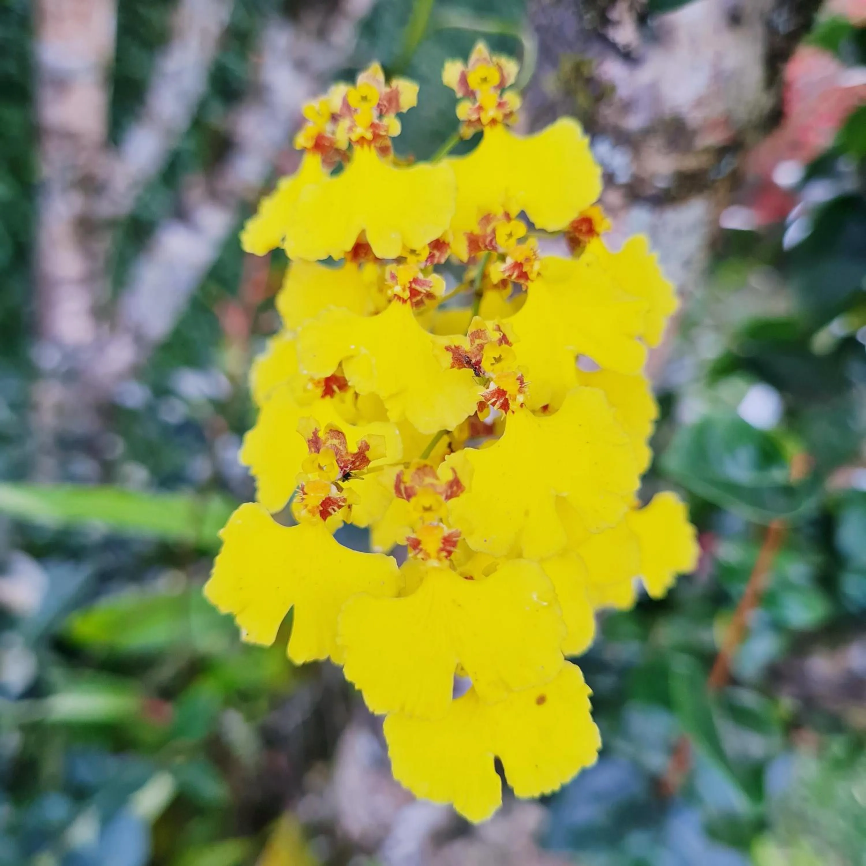 Garden in Pousada Remanso do Rio Preto