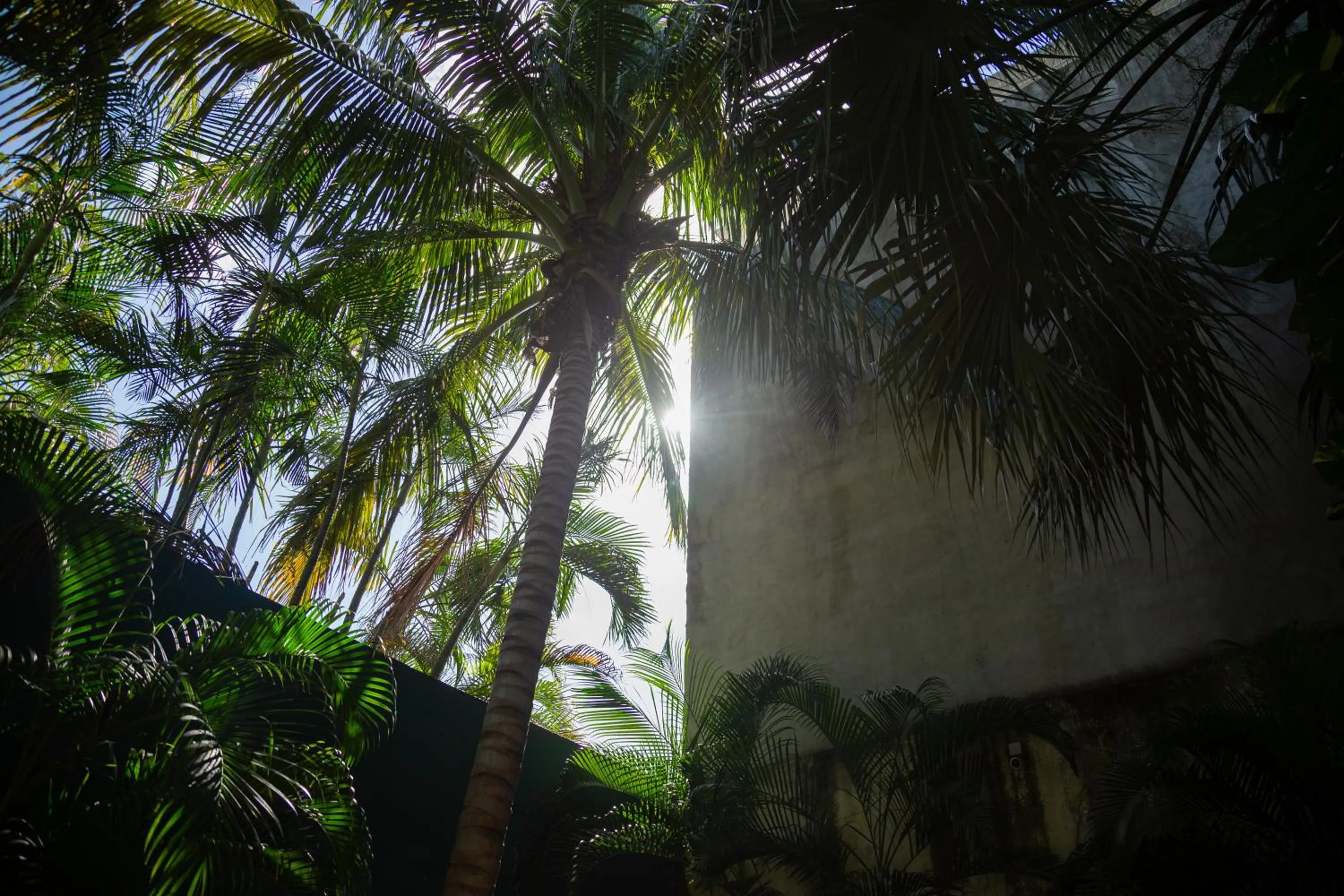 Garden view in DECU DOWNTOWN