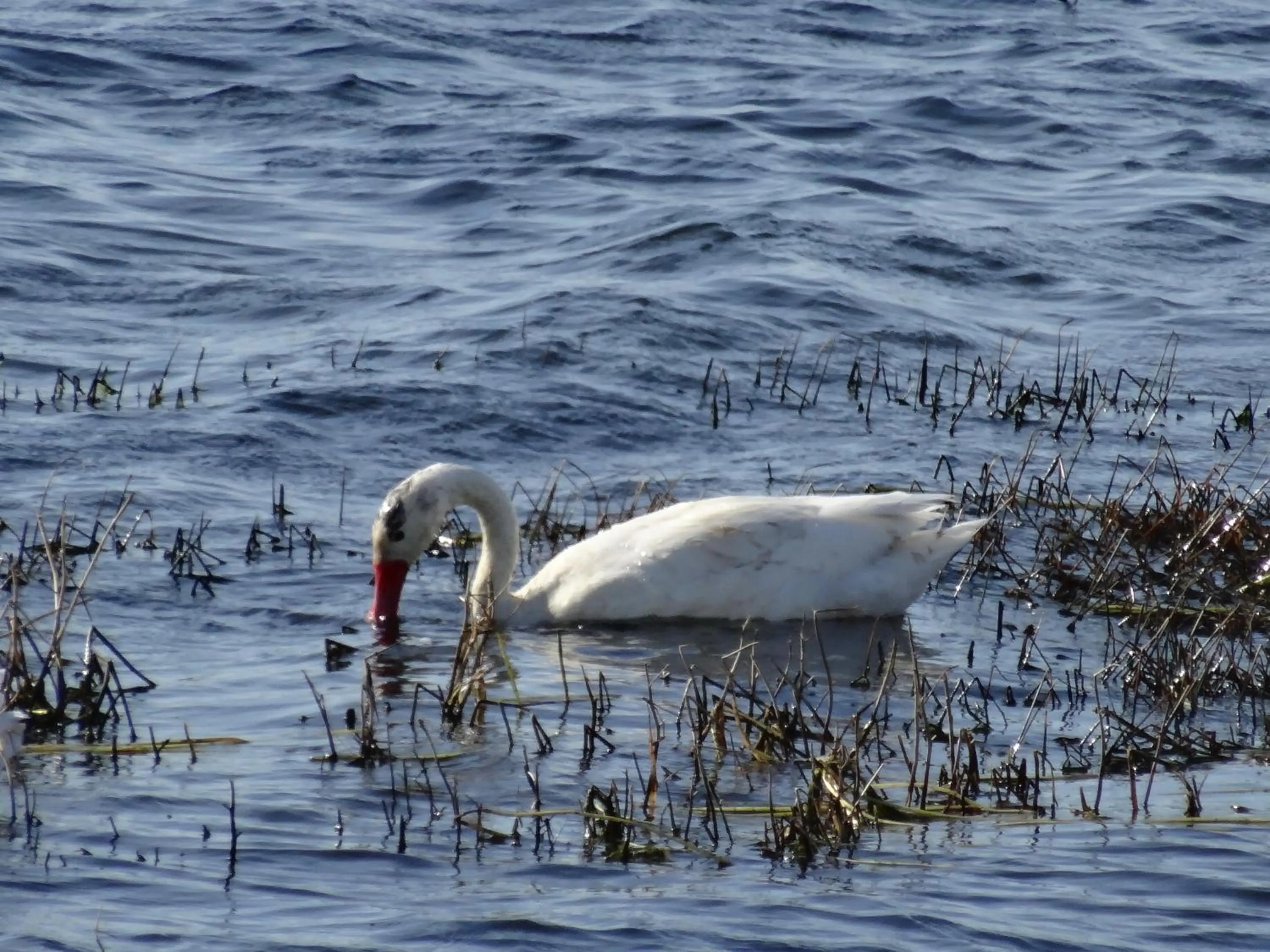 Animals in Hosteria Los Hielos