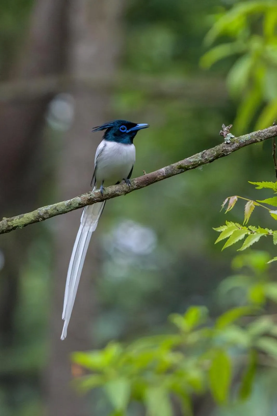 Natural landscape in Machan Country Villa