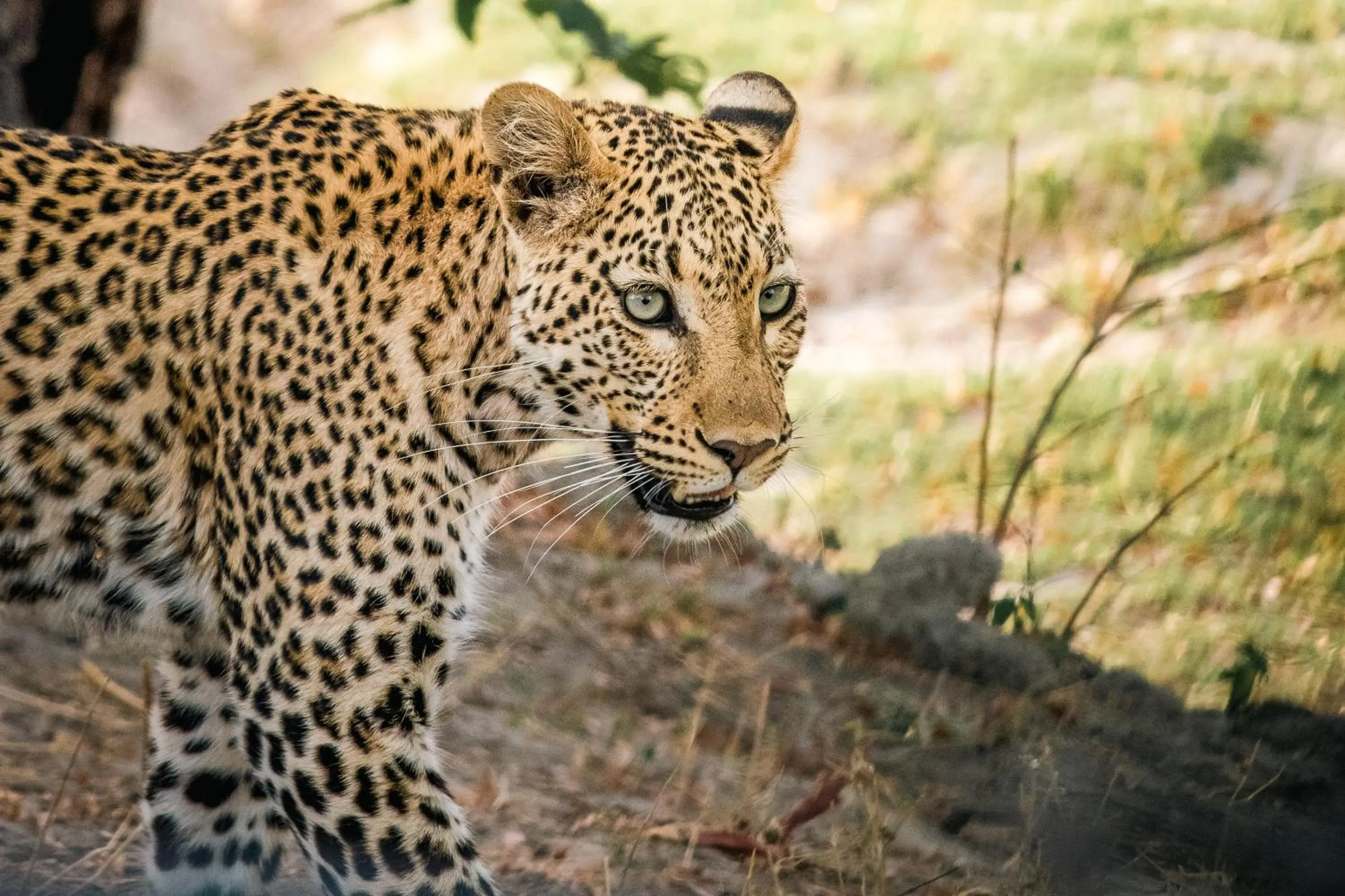 Animals in The Chobe Safari Lodge