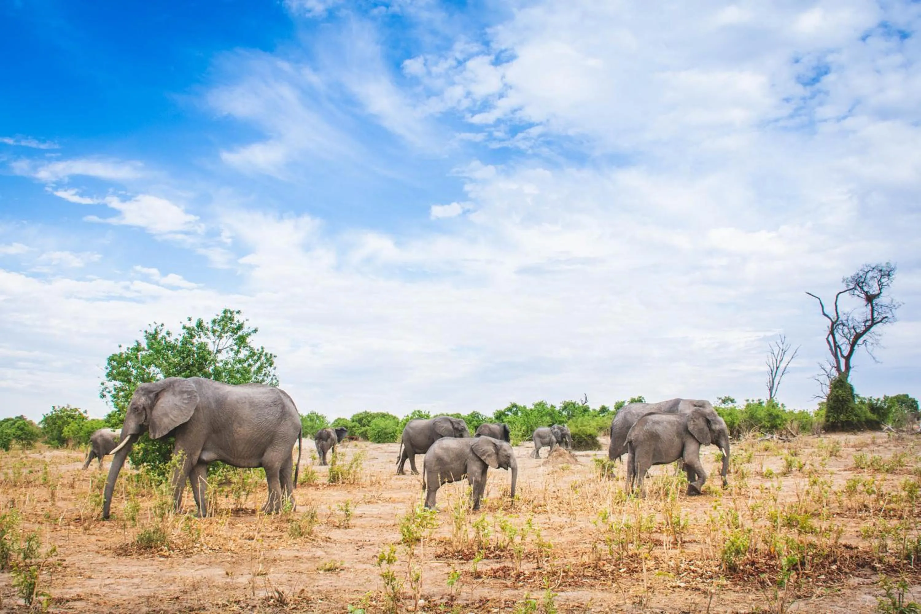 Animals in Chobe Safari Lodges