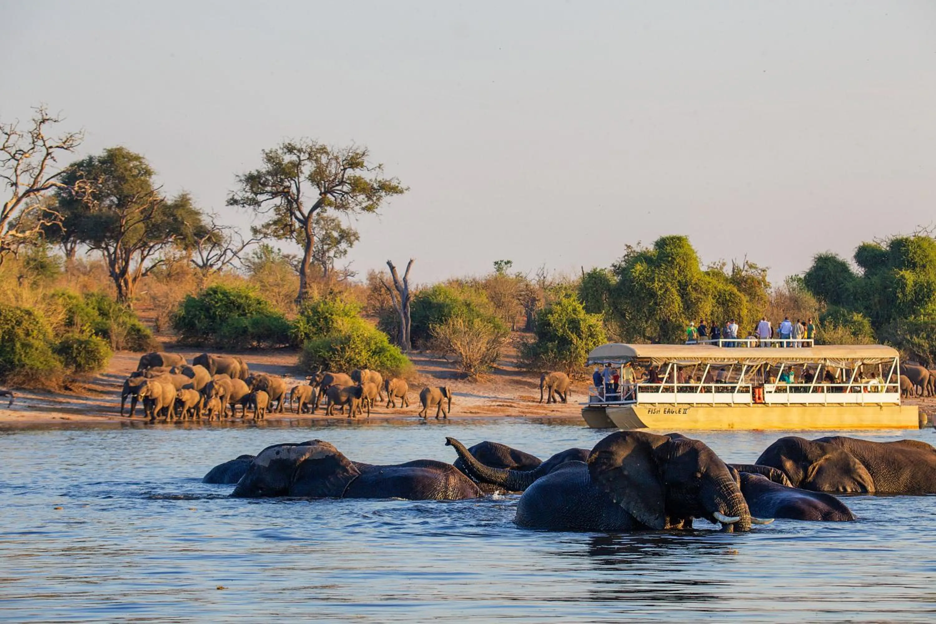 Animals in Chobe Safari Lodges