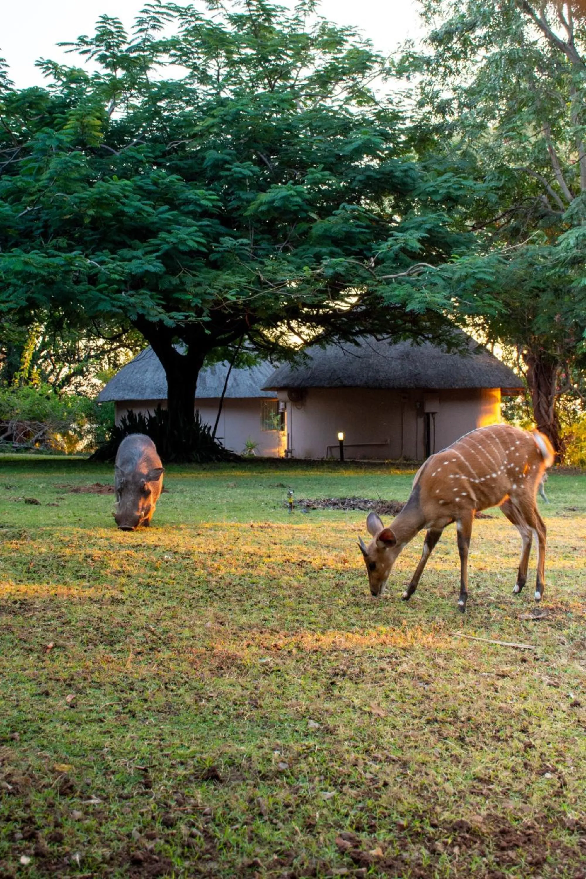 Garden in Chobe Safari Lodges