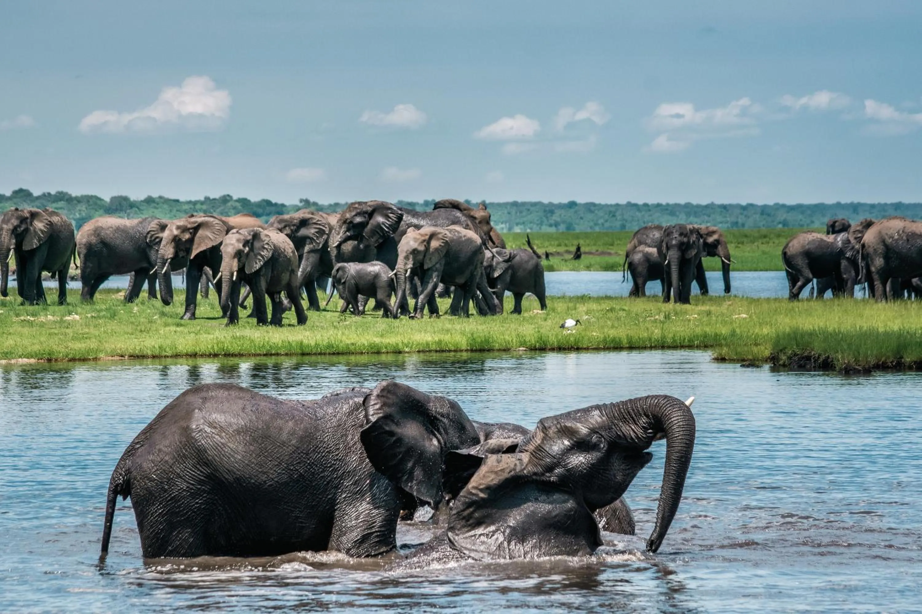 Animals in The Chobe Safari Lodge