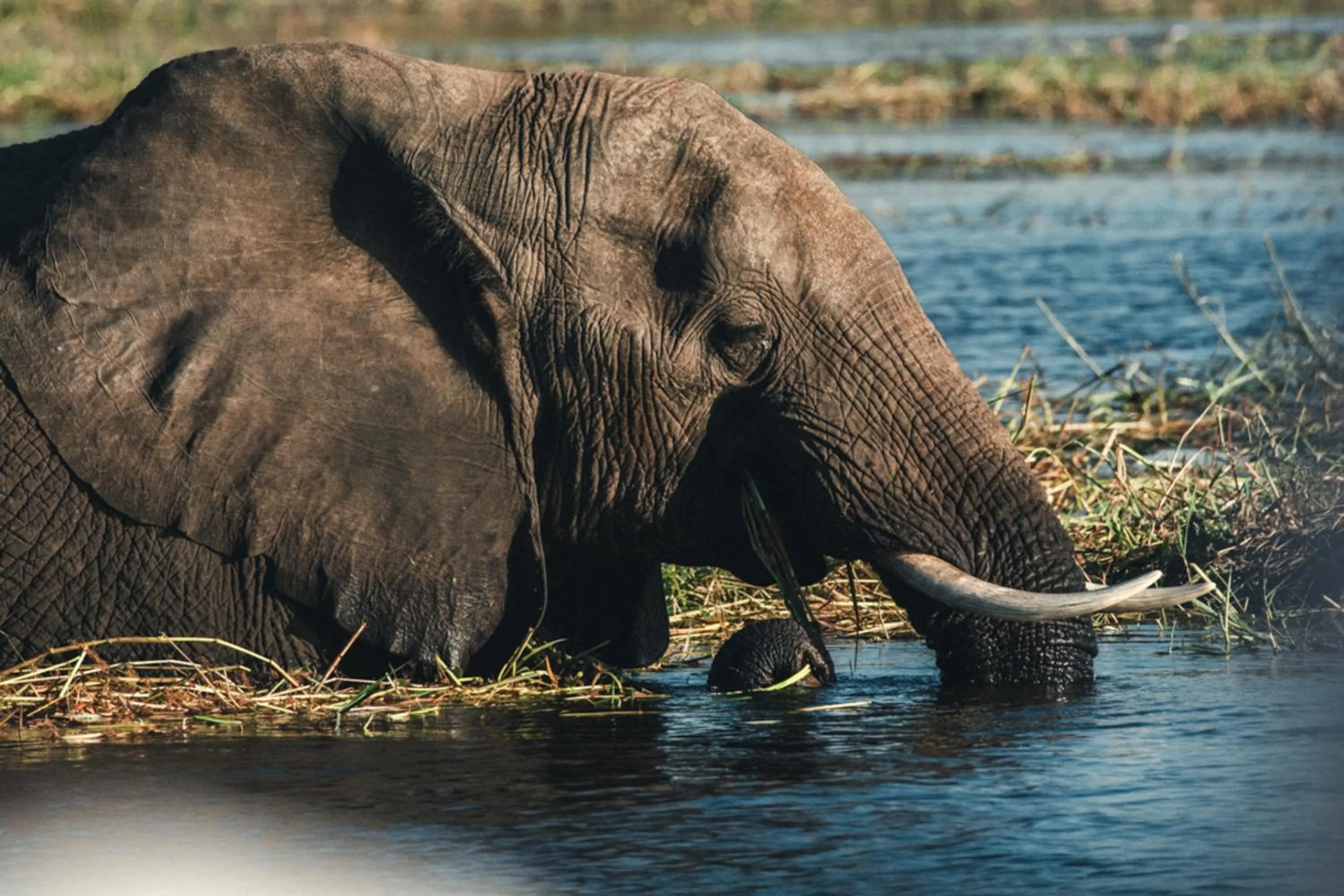 Animals in Chobe Safari Lodges