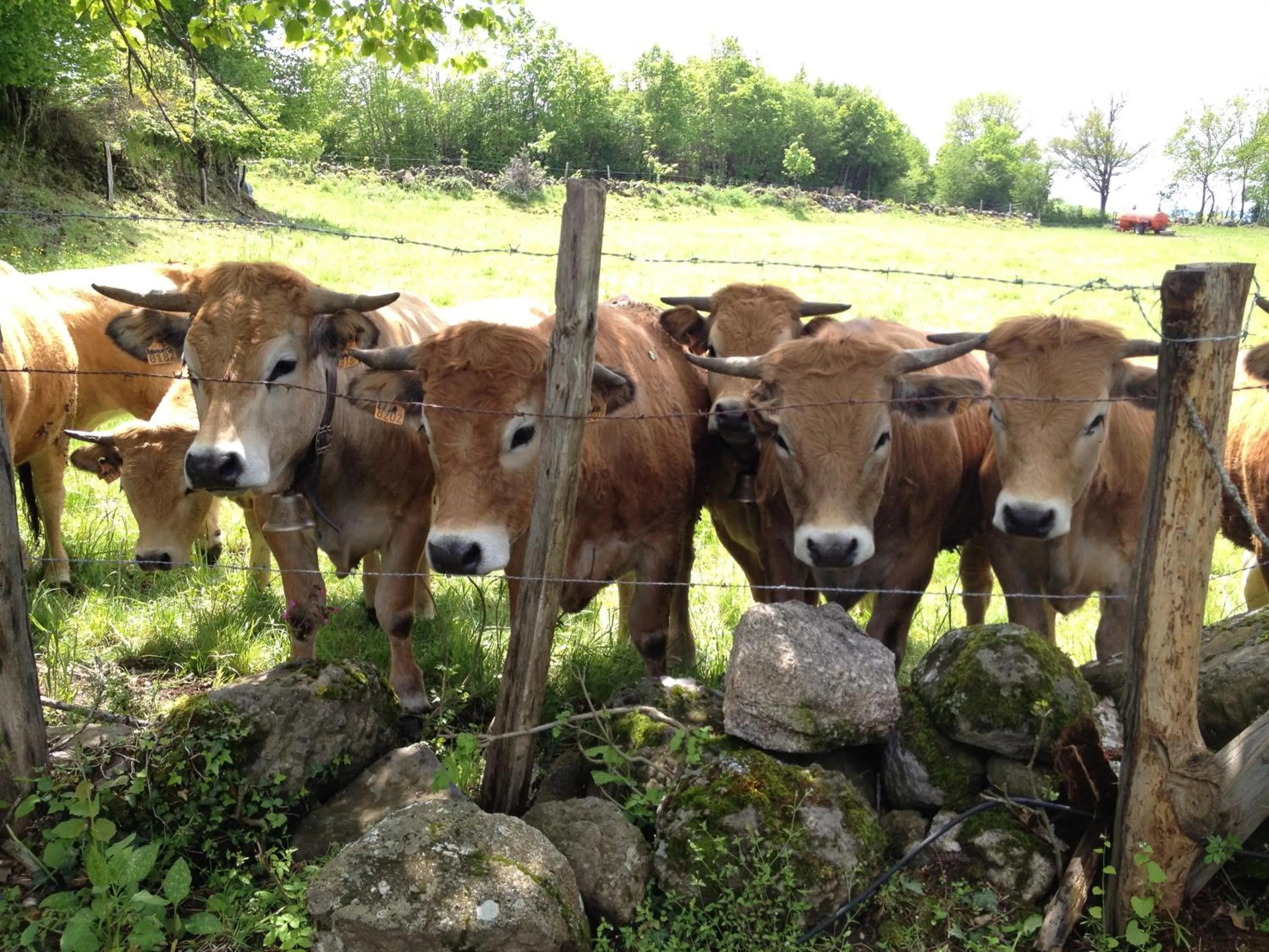 Other in Le clos de Banes