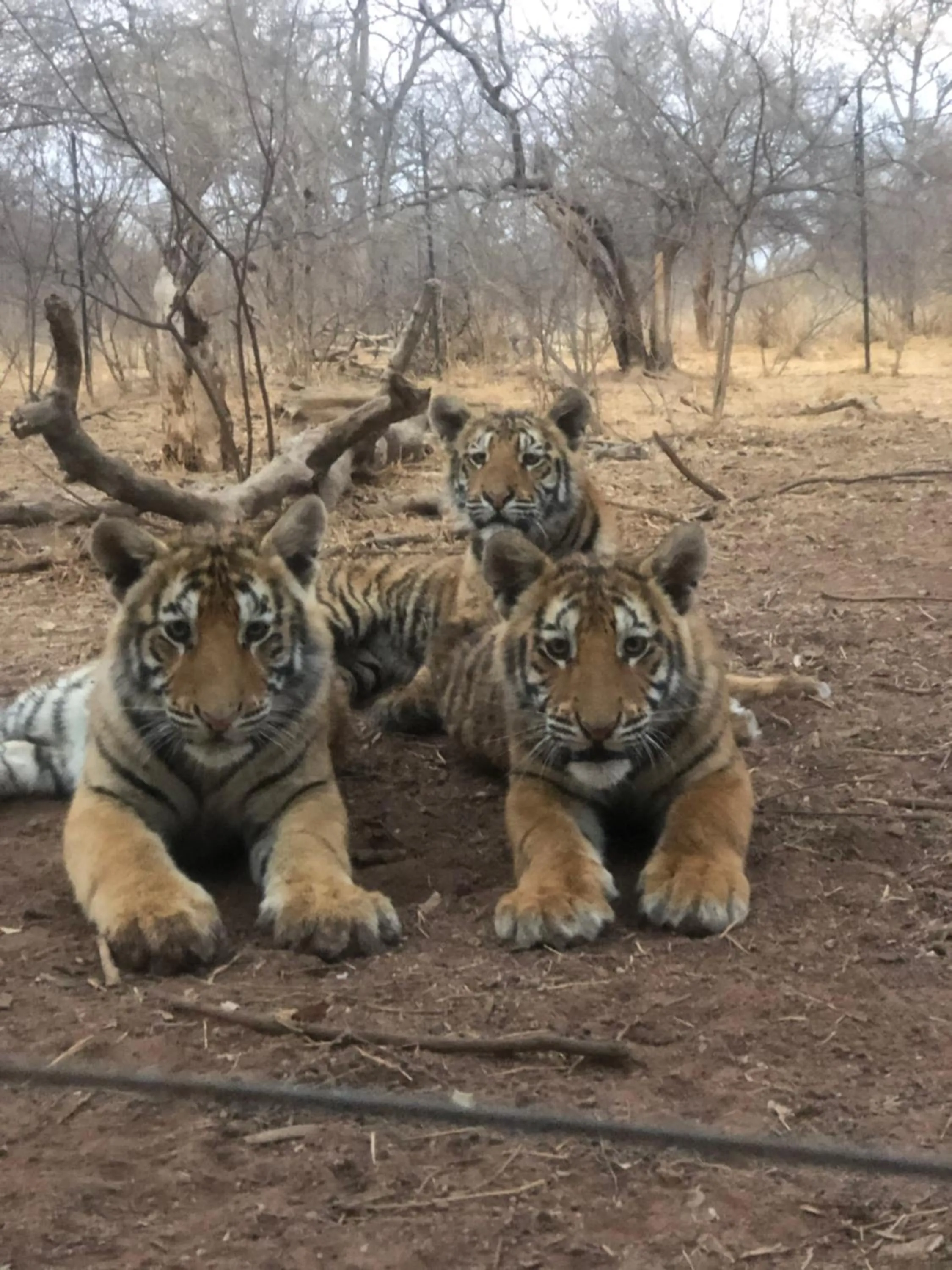Natural landscape in Simba Safaris African Pride Exotic Lodge
