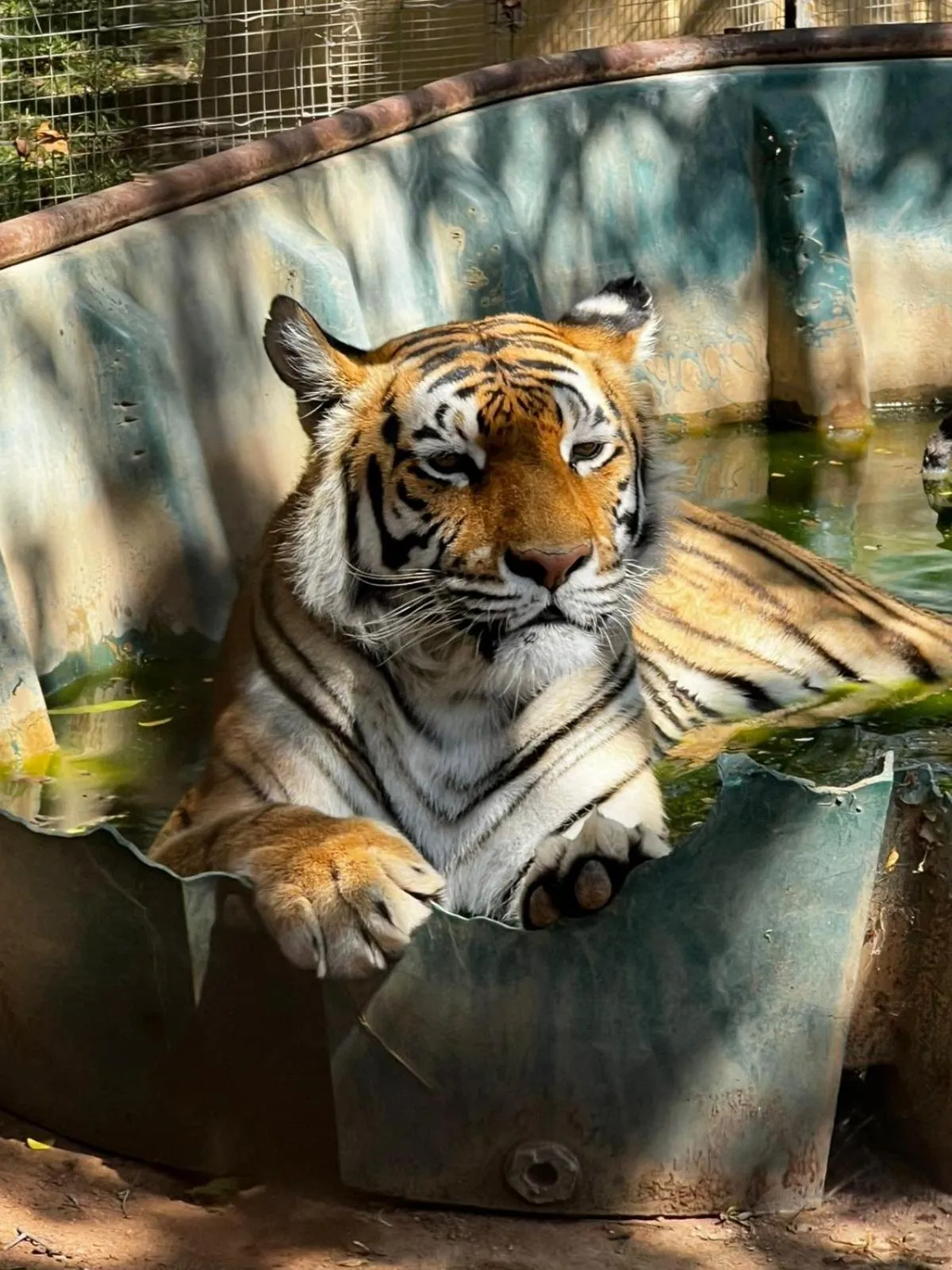 View (from property/room) in Simba Safaris African Pride Exotic Lodge