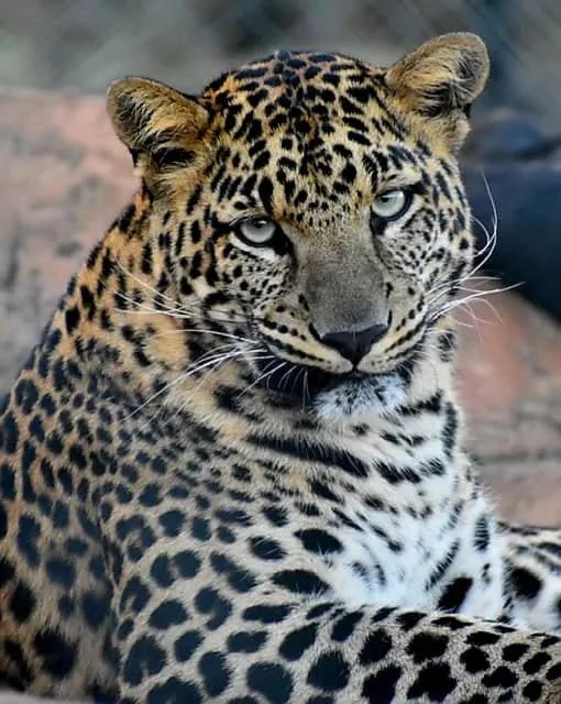 View (from property/room) in Simba Safaris African Pride Exotic Lodge