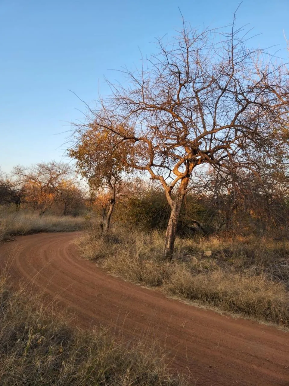 Natural landscape in Simba Safaris African Pride Exotic Lodge