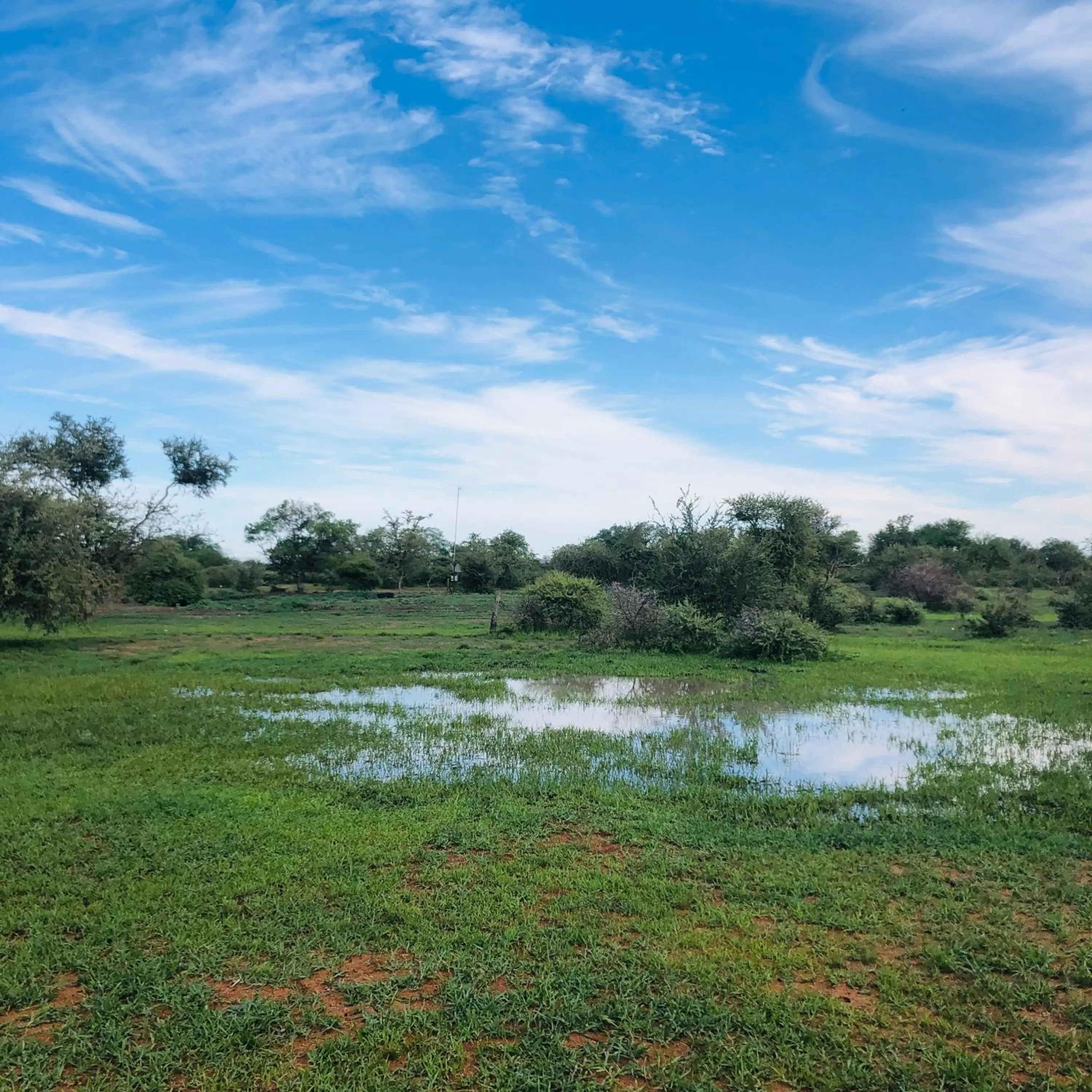 View (from property/room) in Simba Safaris African Pride Exotic Lodge