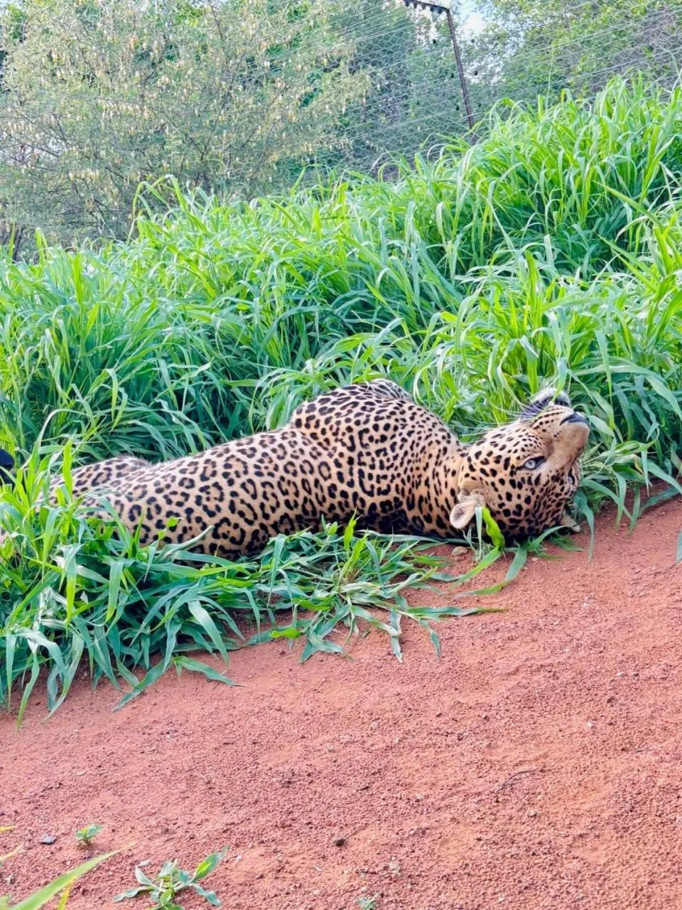Animals in Simba Safaris African Pride Exotic Lodge