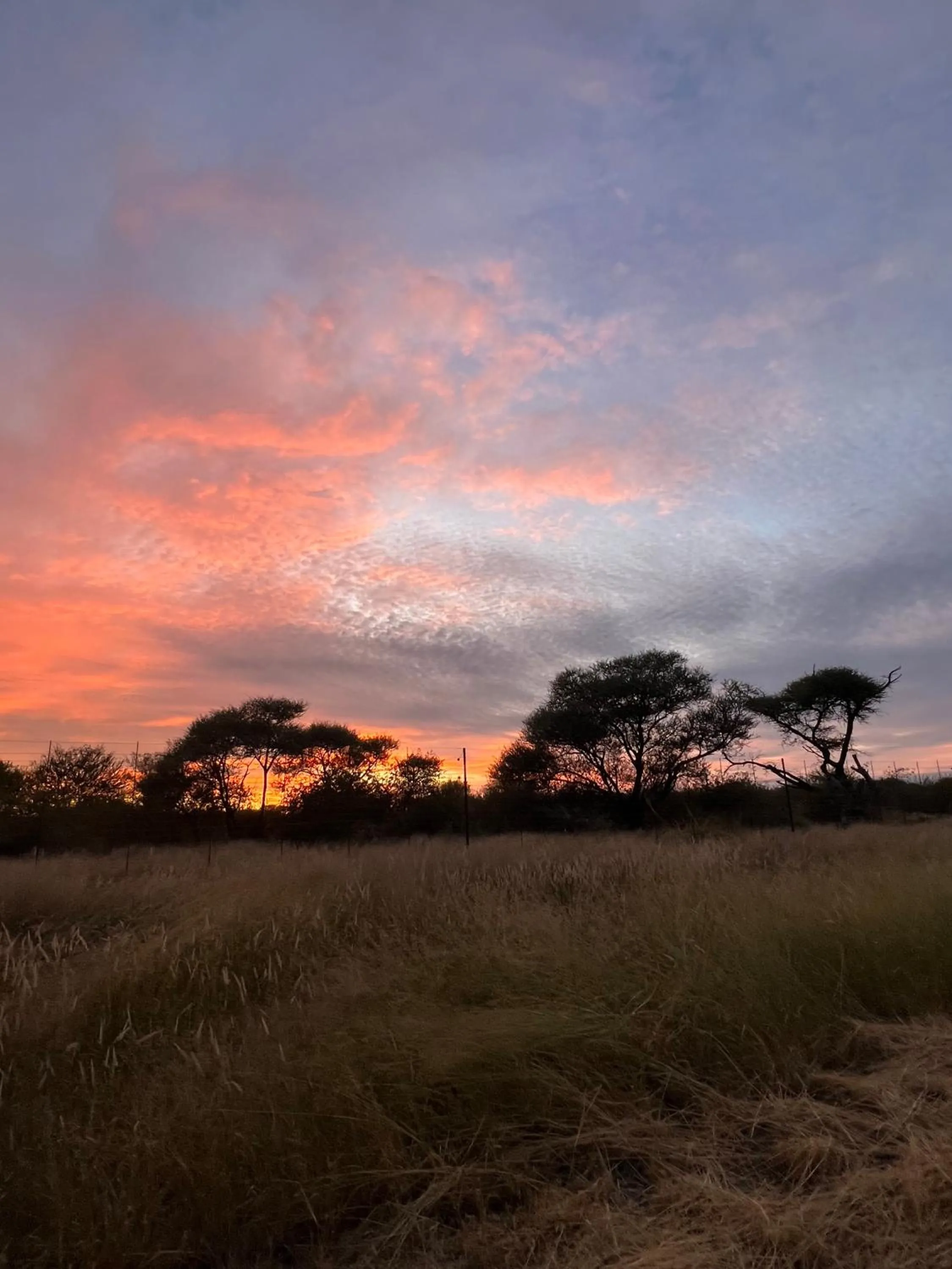 View (from property/room) in Simba Safaris African Pride Exotic Lodge