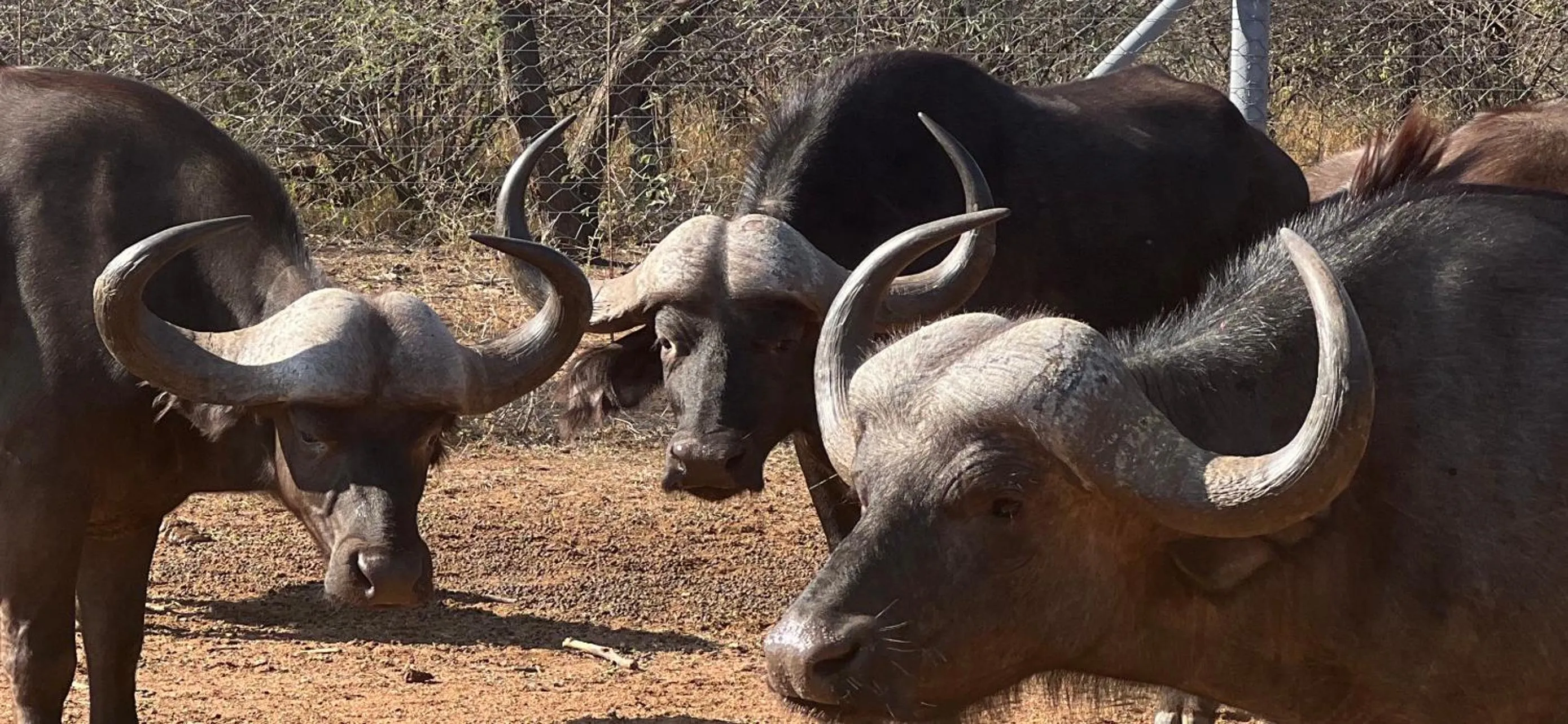 Day in Simba Safaris African Pride Exotic Lodge