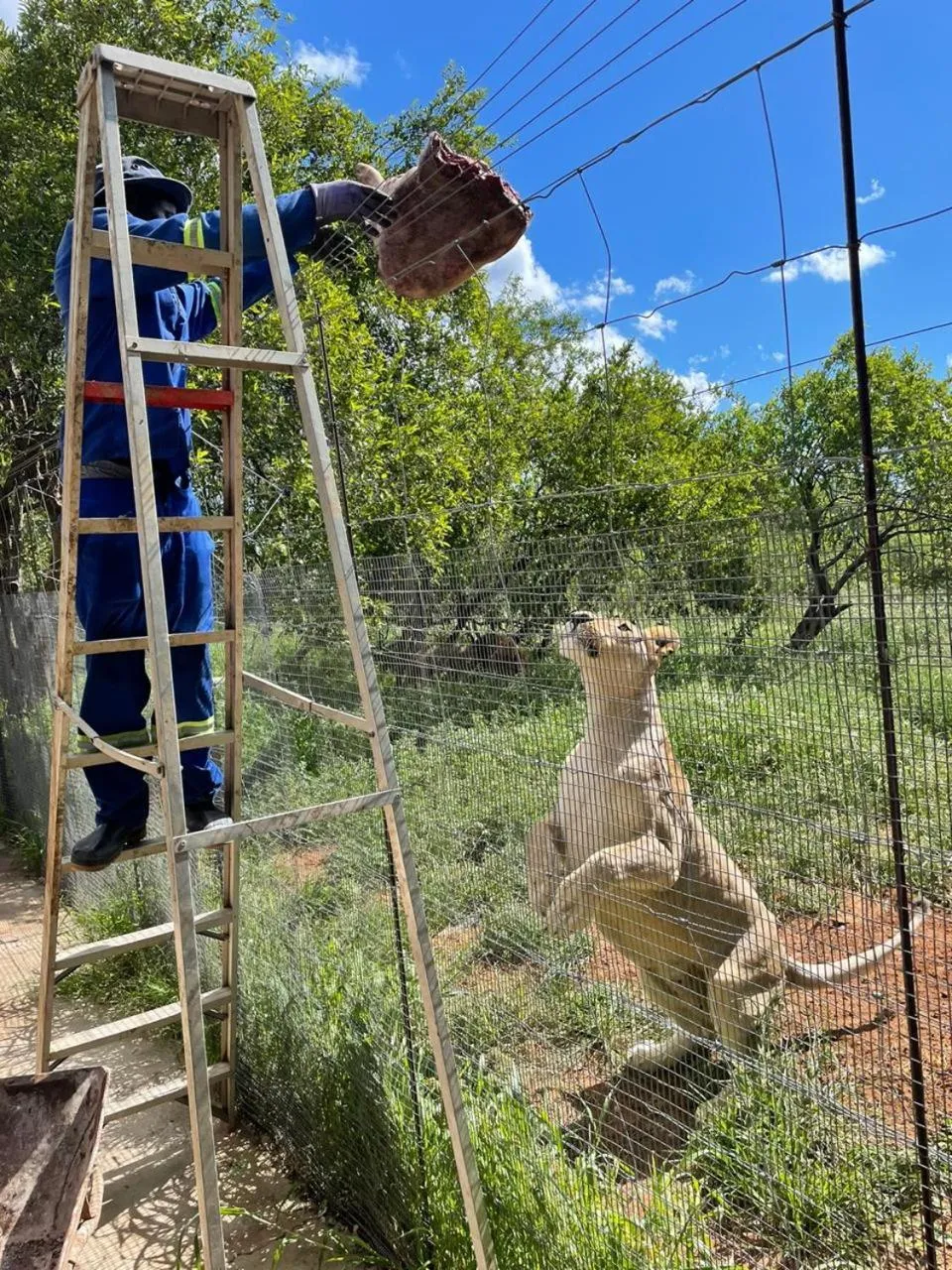 View (from property/room) in Simba Safaris African Pride Exotic Lodge