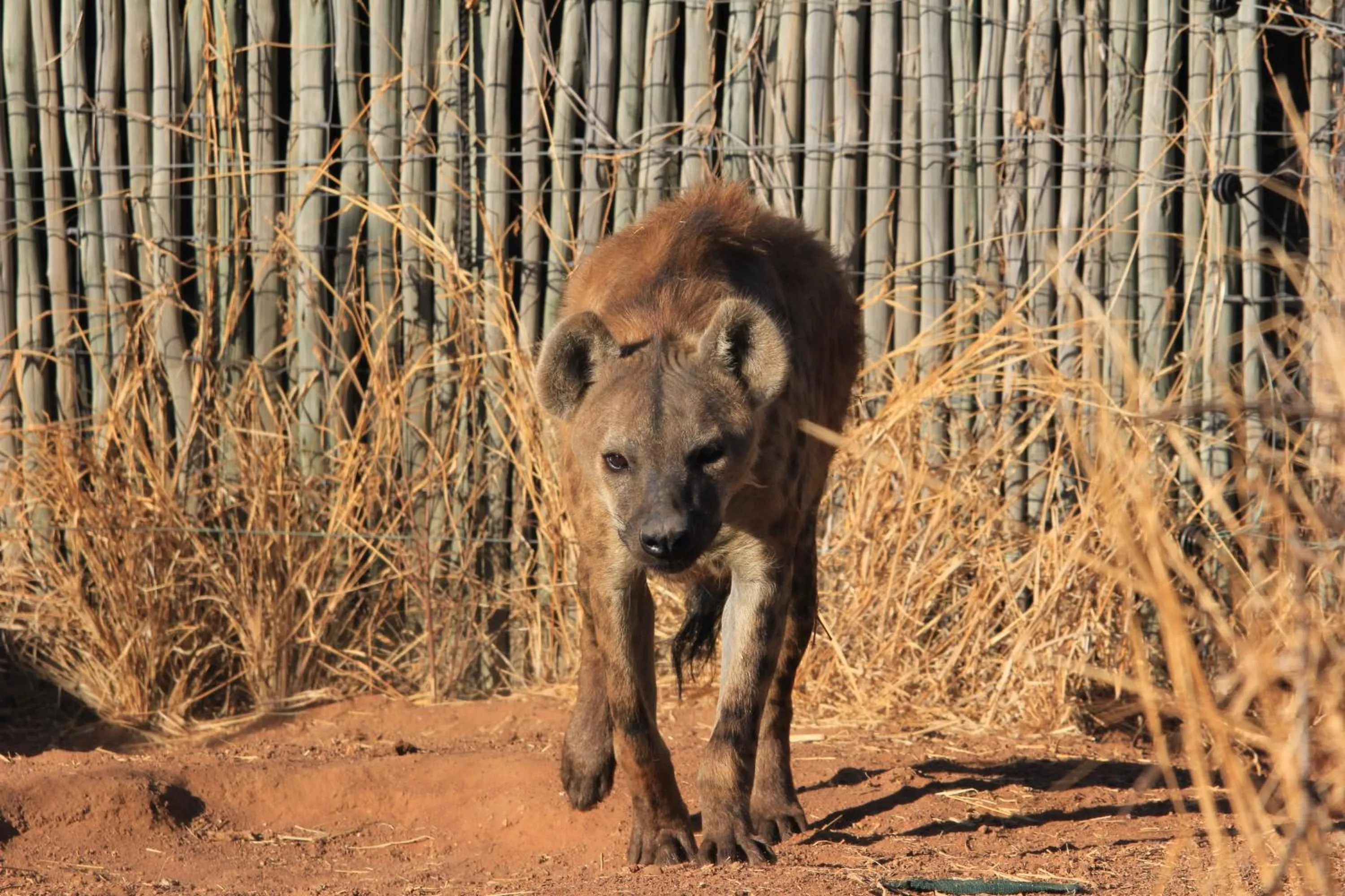Property building in Simba Safaris African Pride Exotic Lodge