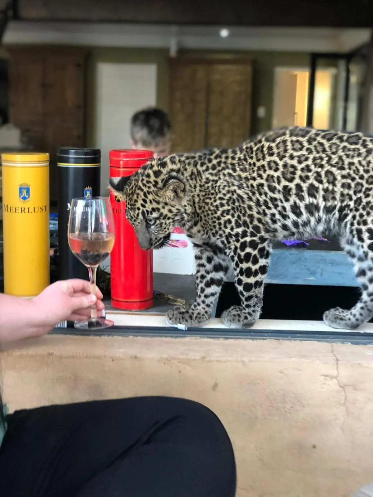 Restaurant/places to eat in Simba Safaris African Pride Exotic Lodge