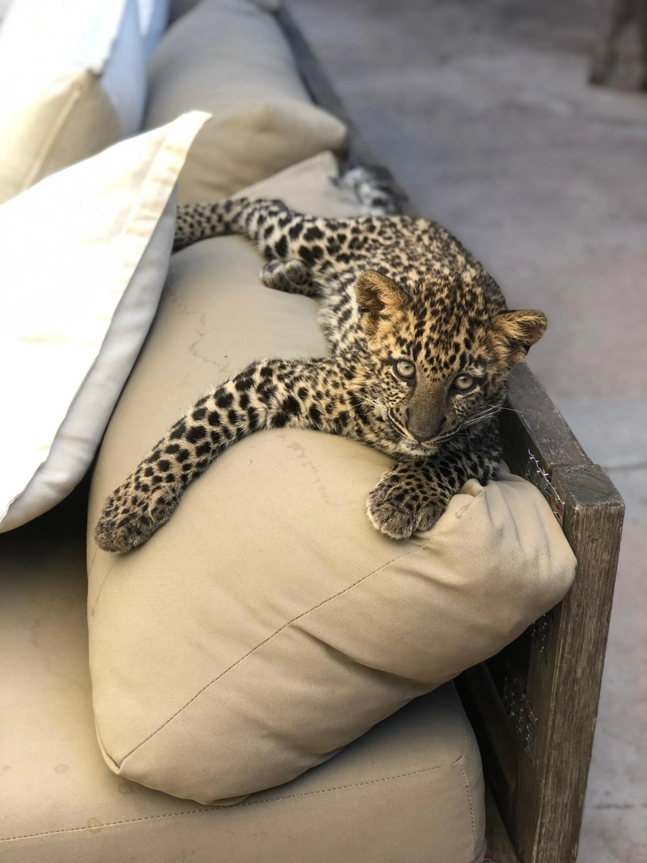 Animals in Simba Safaris African Pride Exotic Lodge