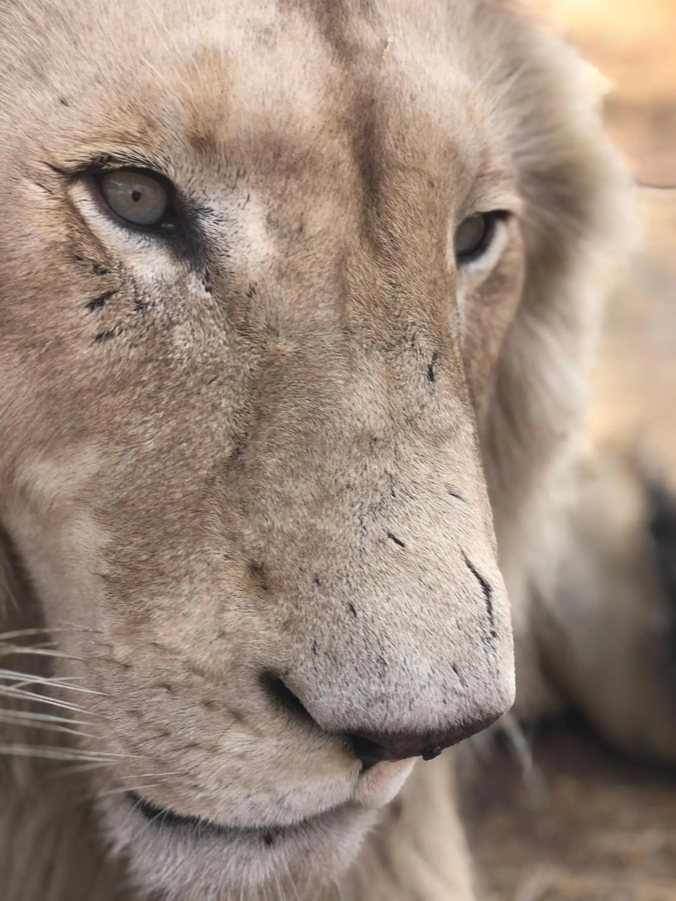 Animals in Simba Safaris African Pride Exotic Lodge