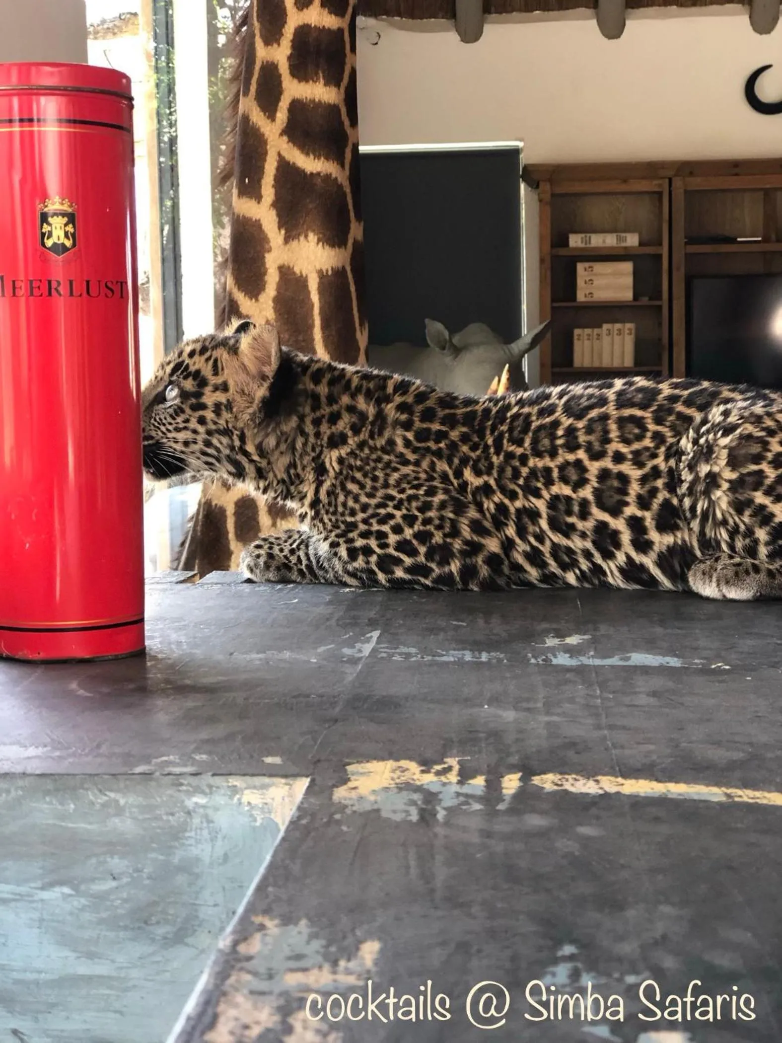 Animals in Simba Safaris African Pride Exotic Lodge