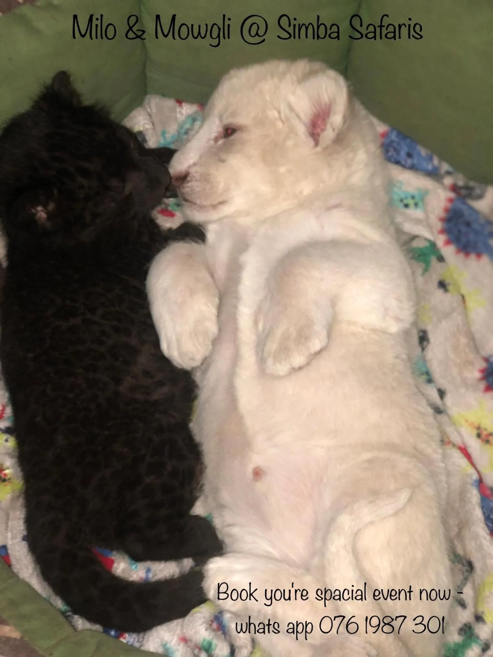 Pets in Simba Safaris African Pride Exotic Lodge