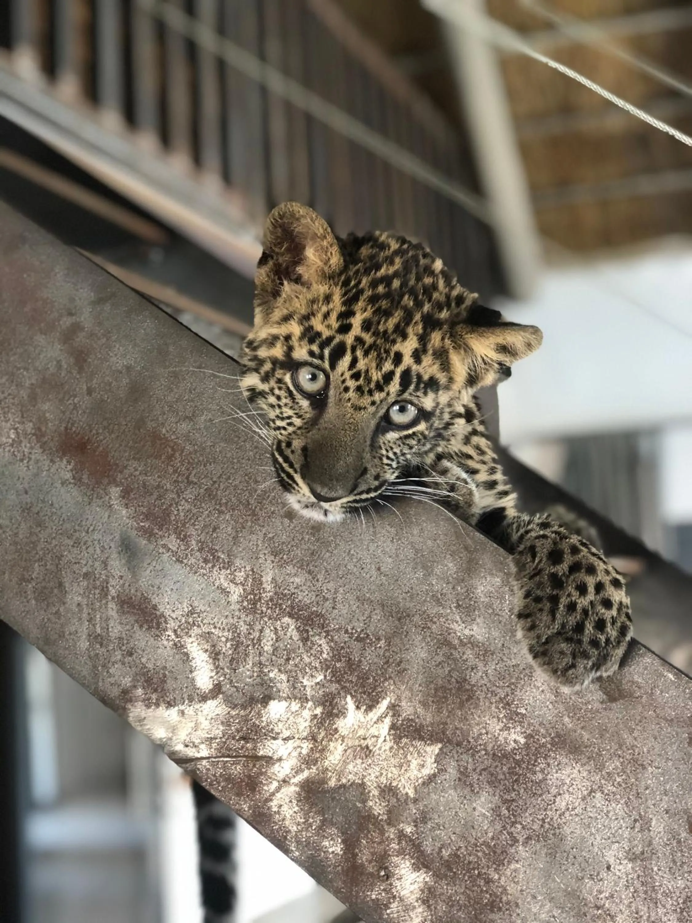 Animals in Simba Safaris African Pride Exotic Lodge
