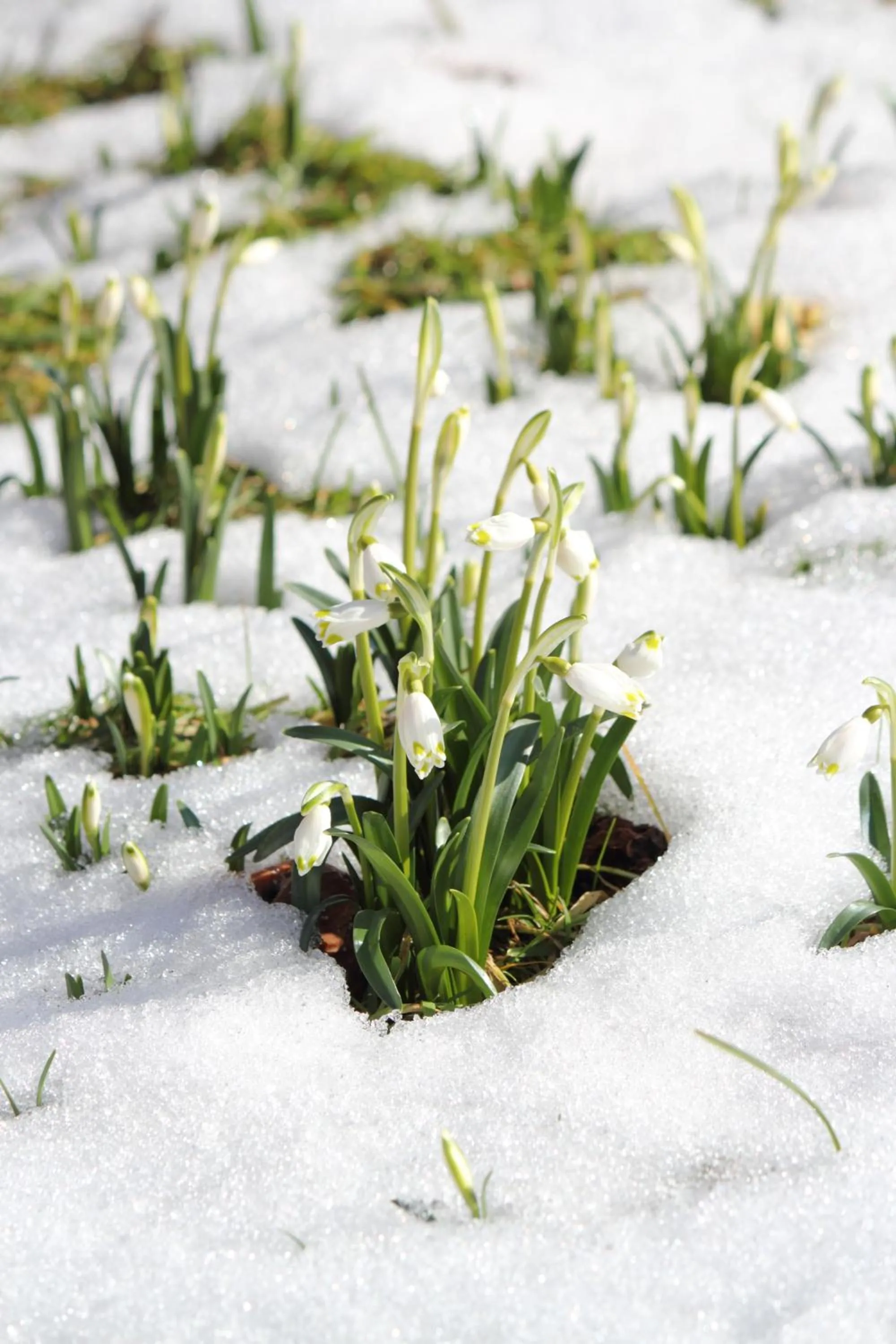 Garden in Landgasthof Weberhans