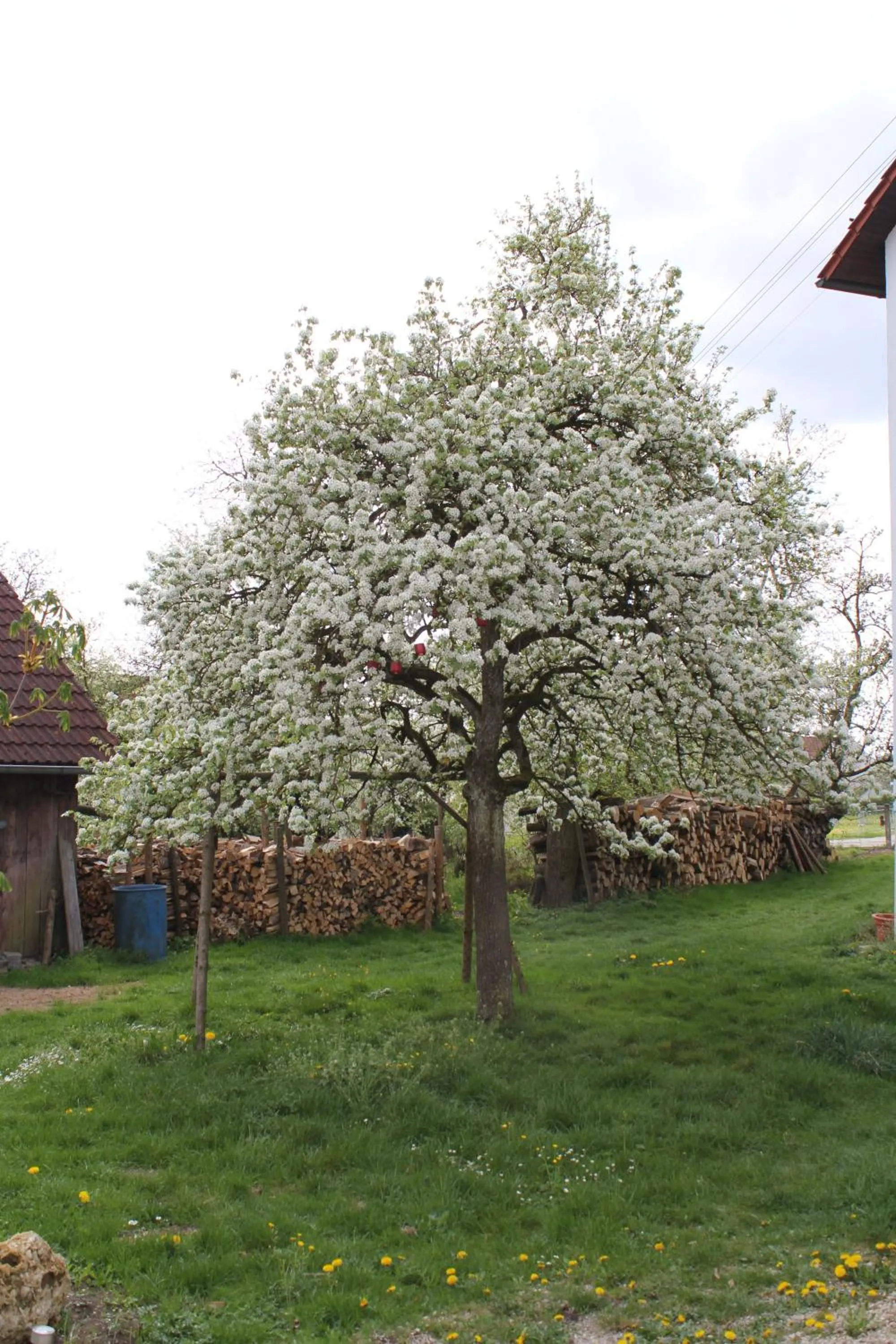 Garden in Landgasthof Weberhans