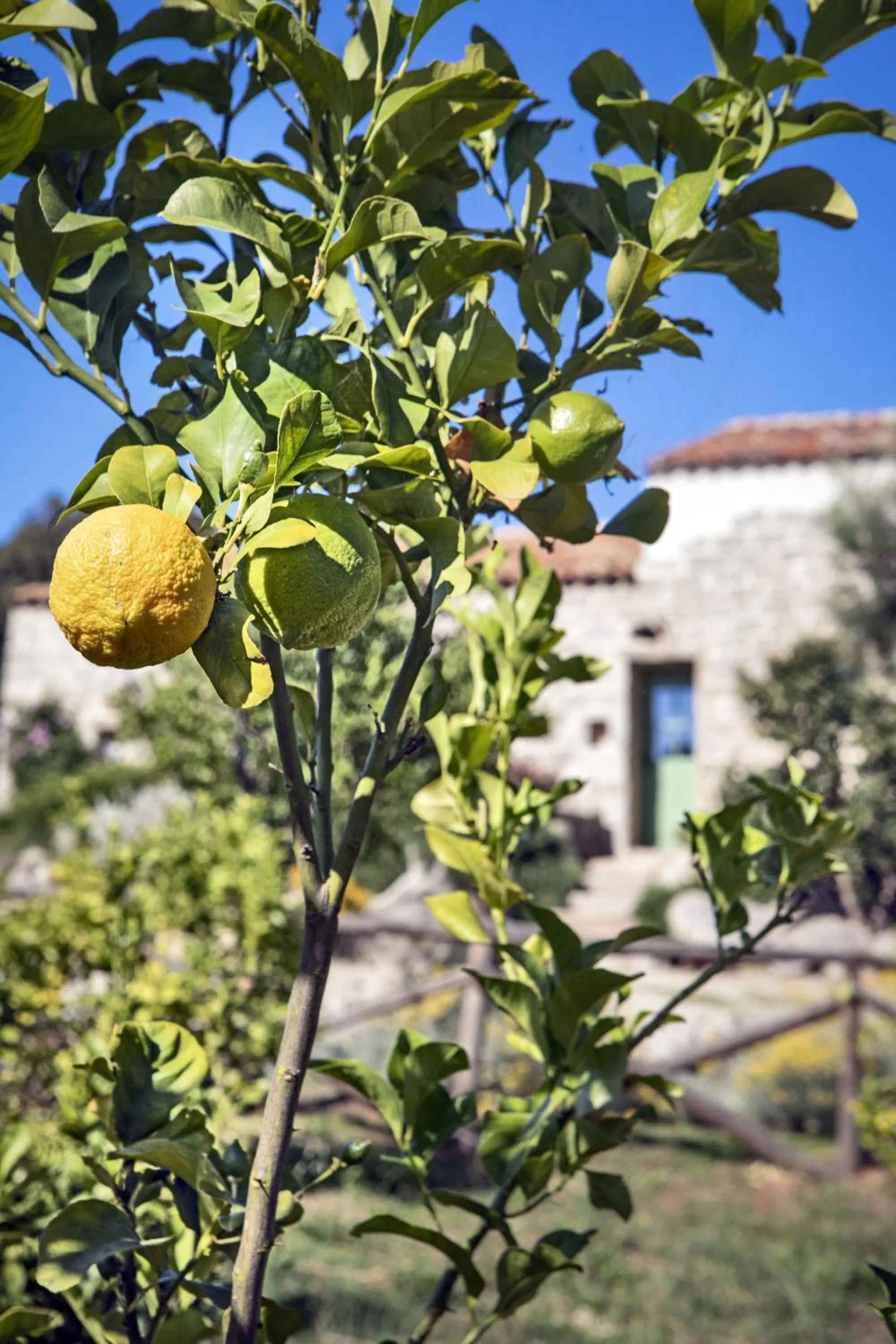 Natural landscape in Gallicantu Stazzo Retreat