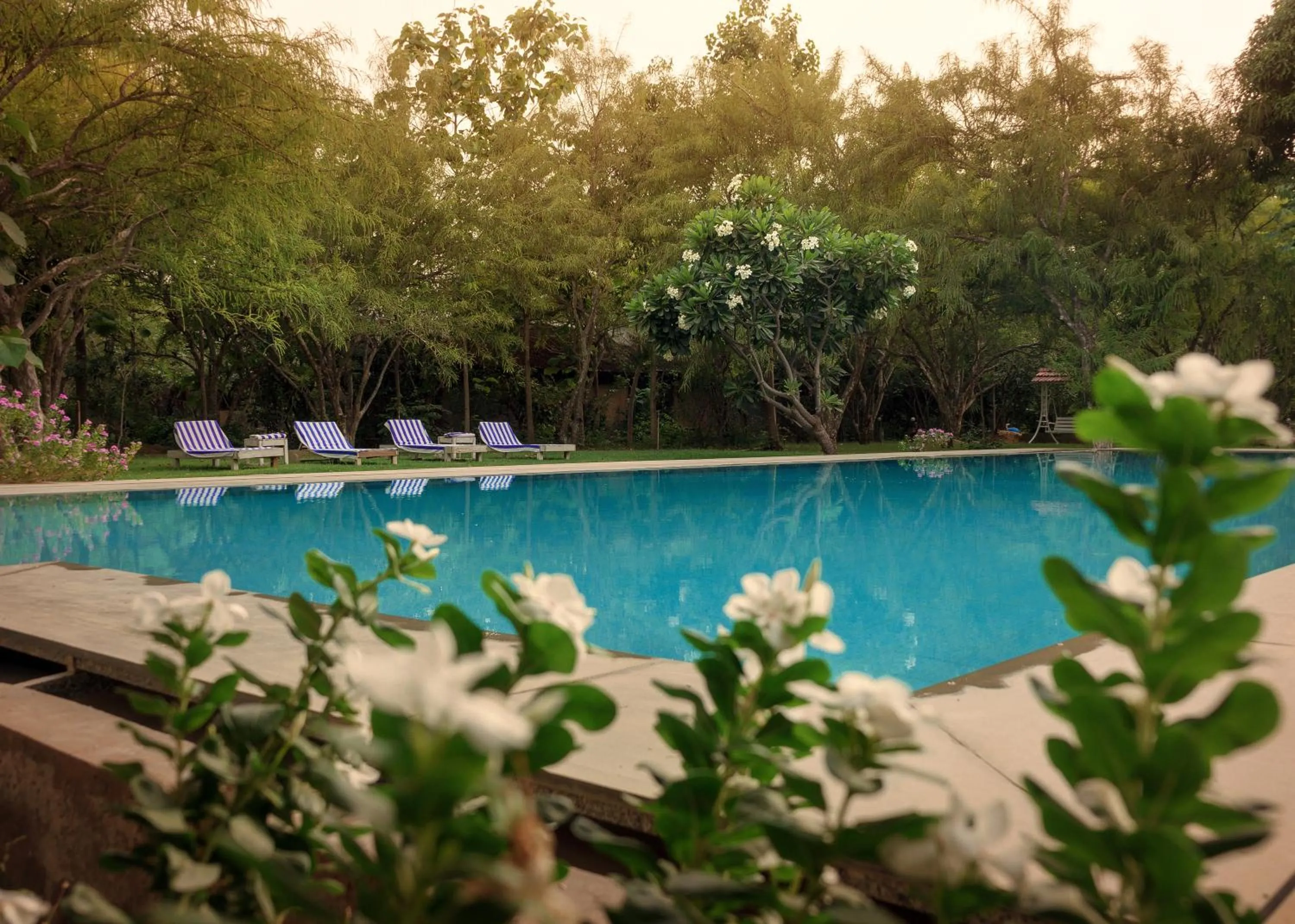 Pool view in PushkarOrganic - Lux farm resort with pool