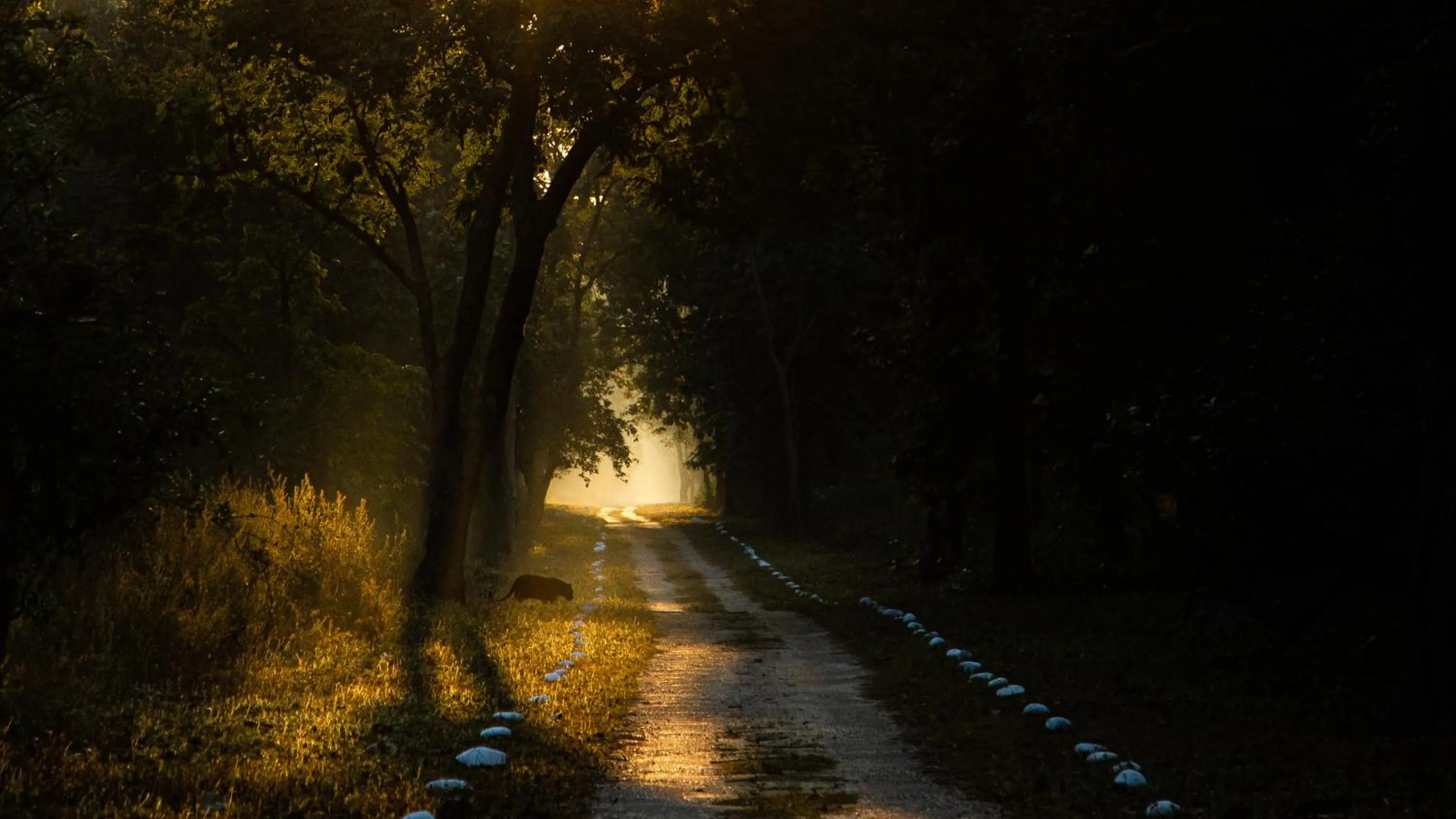 Natural landscape in Aalia Jungle Retreat and Spa, Bandarjudh, Haridwar - Araiya Anthology