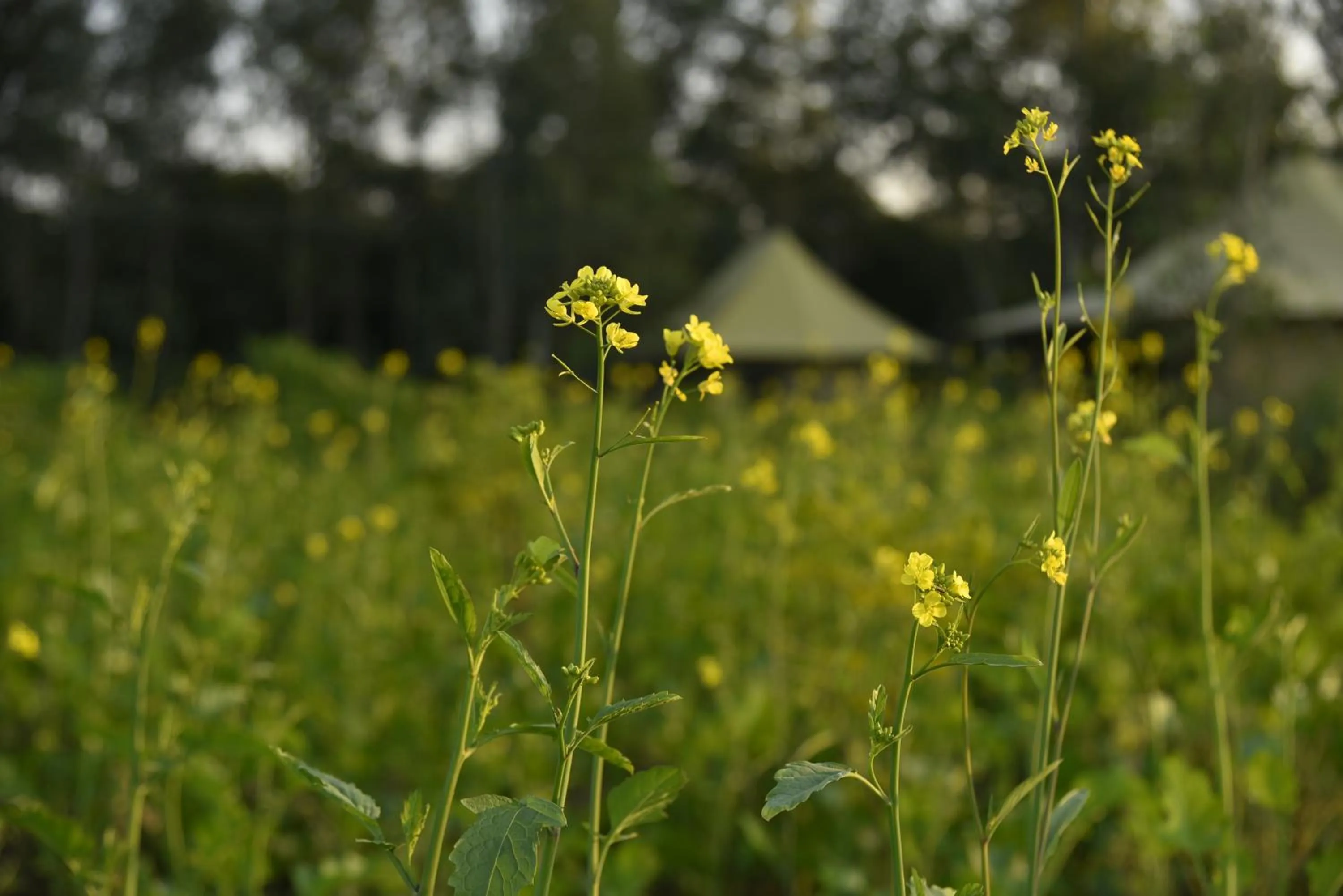 Property building in Aalia Jungle Retreat and Spa, Bandarjudh, Haridwar - Araiya Anthology