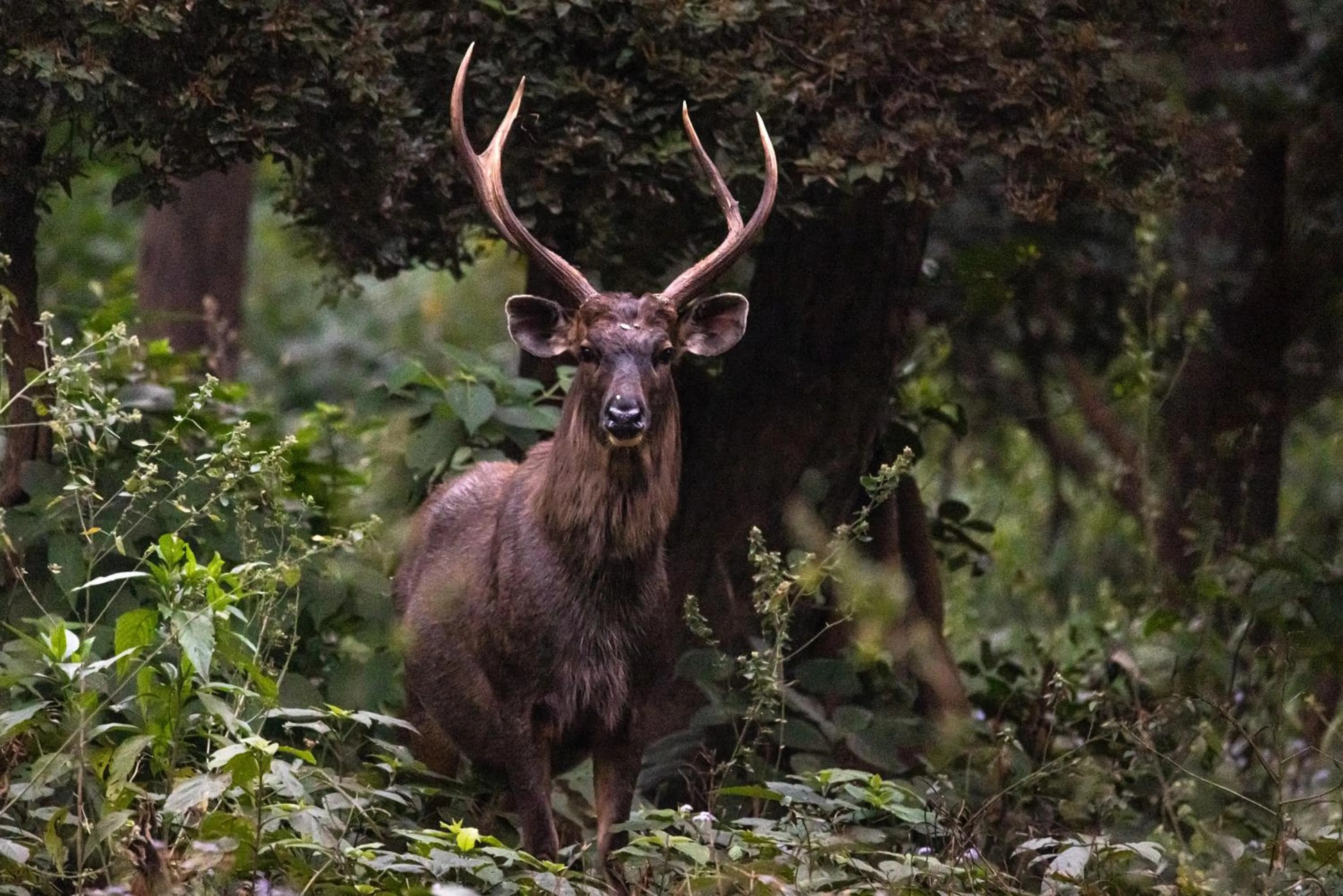 Day in Aalia Jungle Retreat and Spa, Bandarjudh, Haridwar - Araiya Anthology