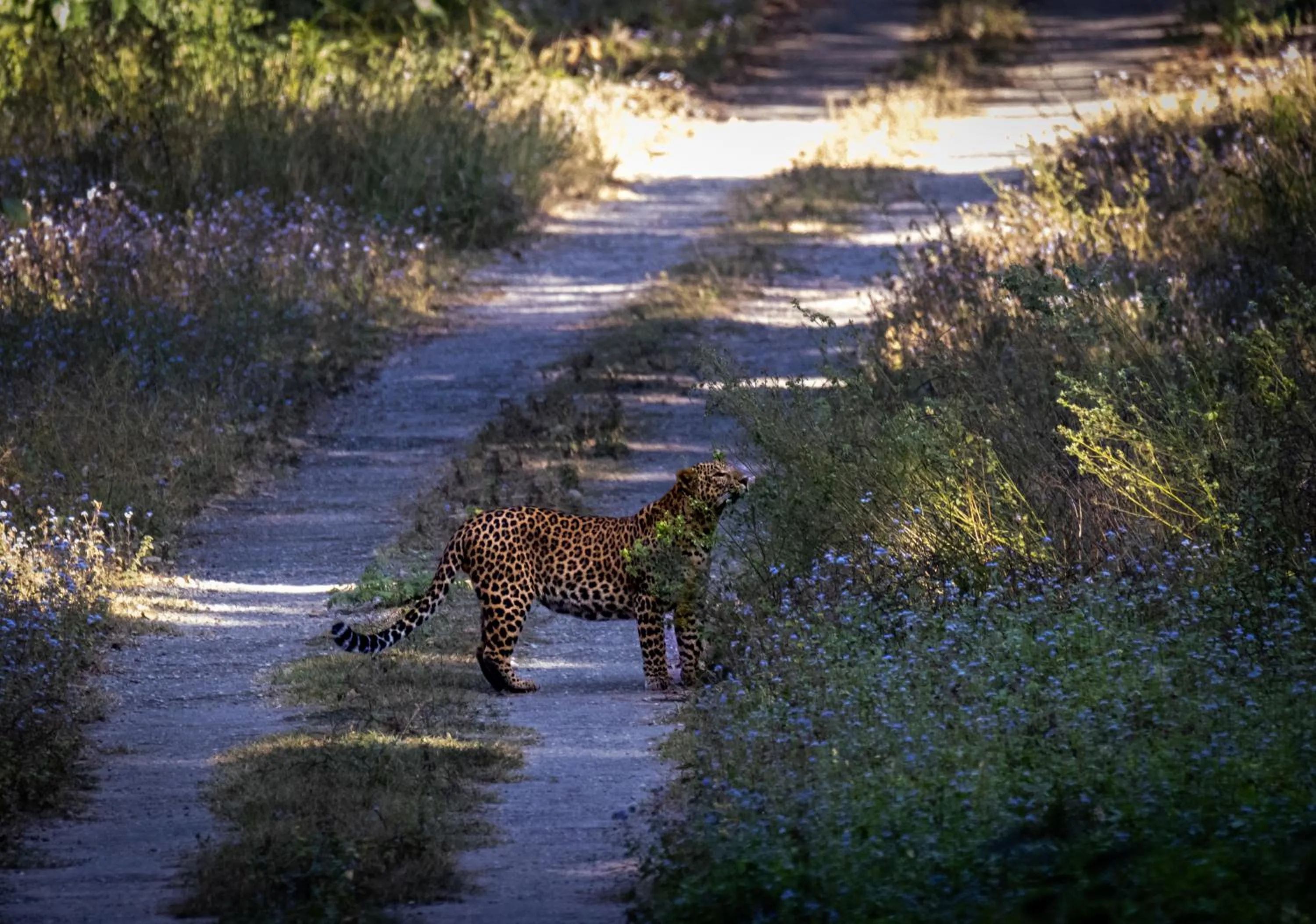 Animals in Aalia Jungle Retreat and Spa, Bandarjudh, Haridwar - Araiya Anthology