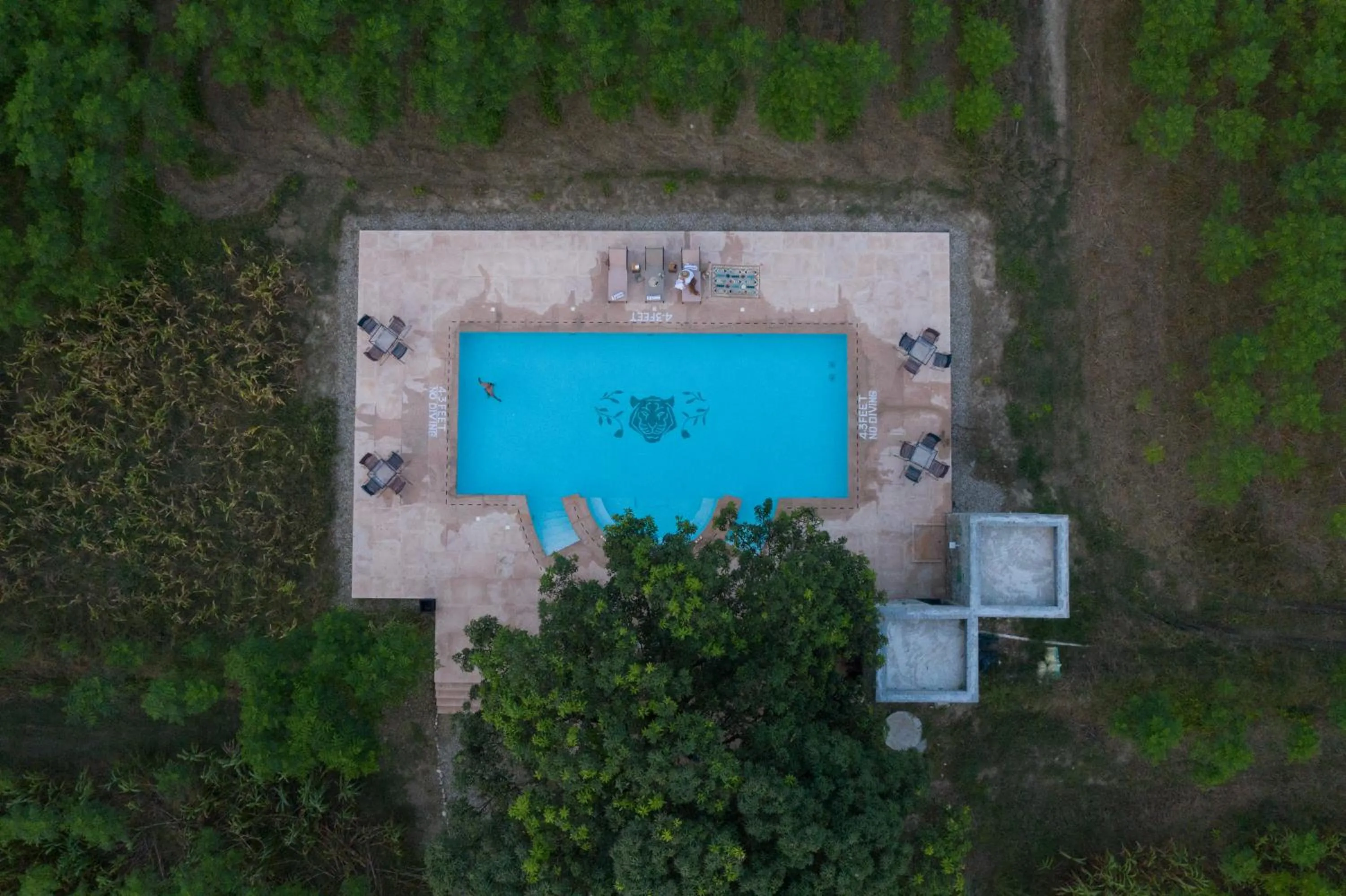 Swimming pool in Aalia Jungle Retreat and Spa, Bandarjudh, Haridwar - Araiya Anthology