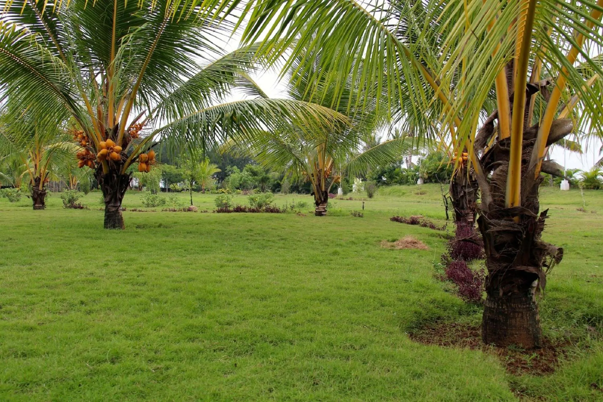 Garden in Grande Bay Resort and Spa Mamallapuram