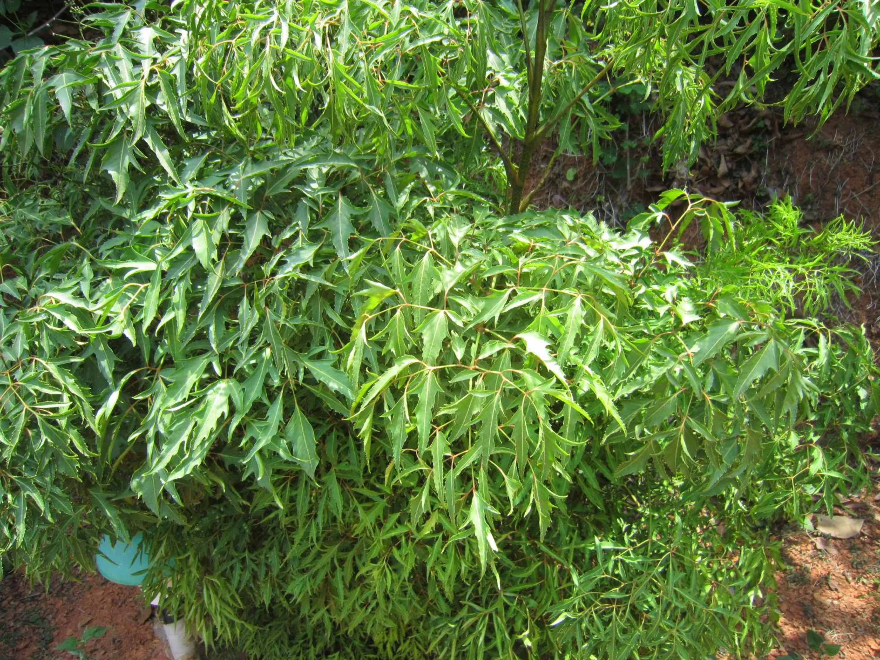 Garden in Namaste Yoga Farm